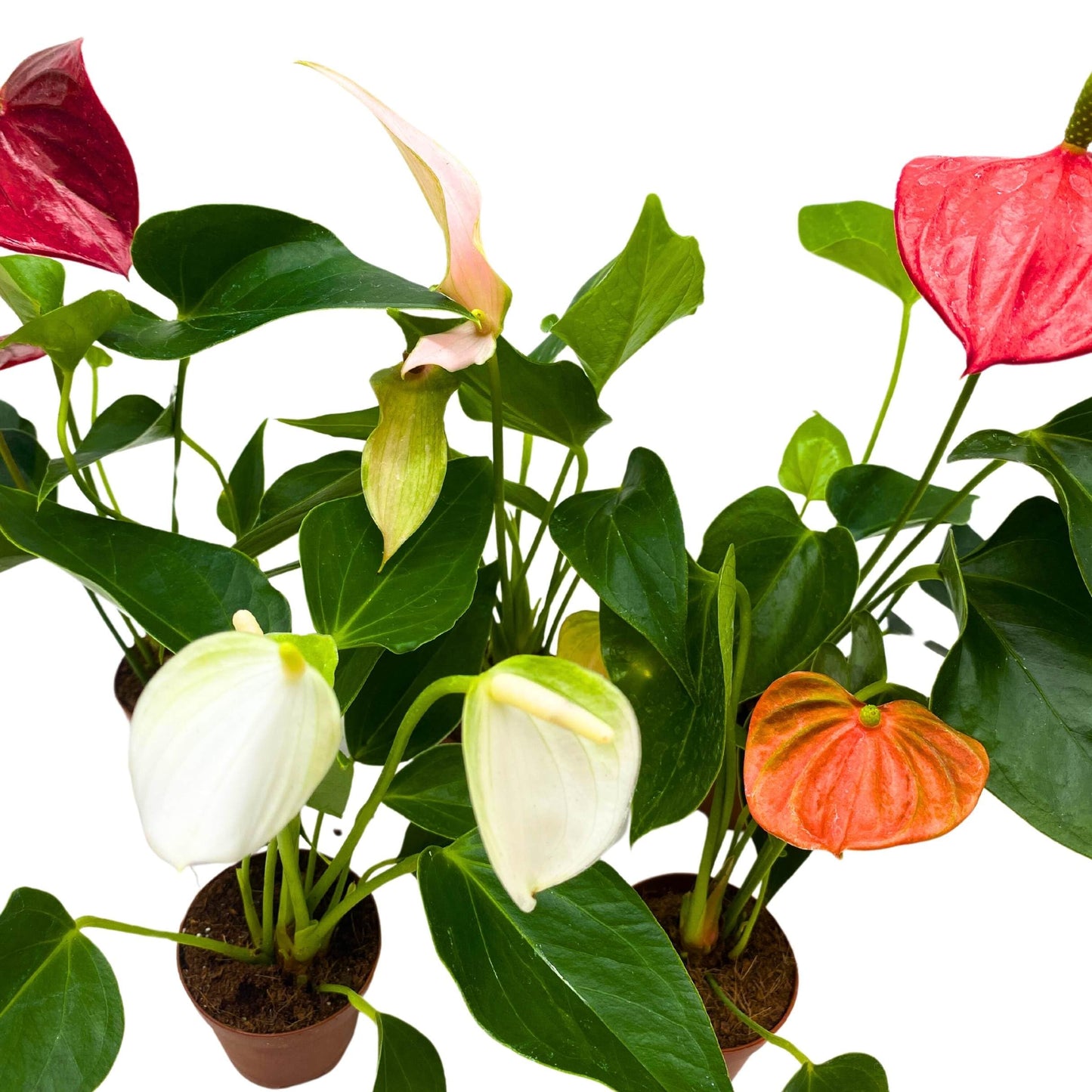 BubbleBlooms Anthurium Assortment 2 inch Set of 5