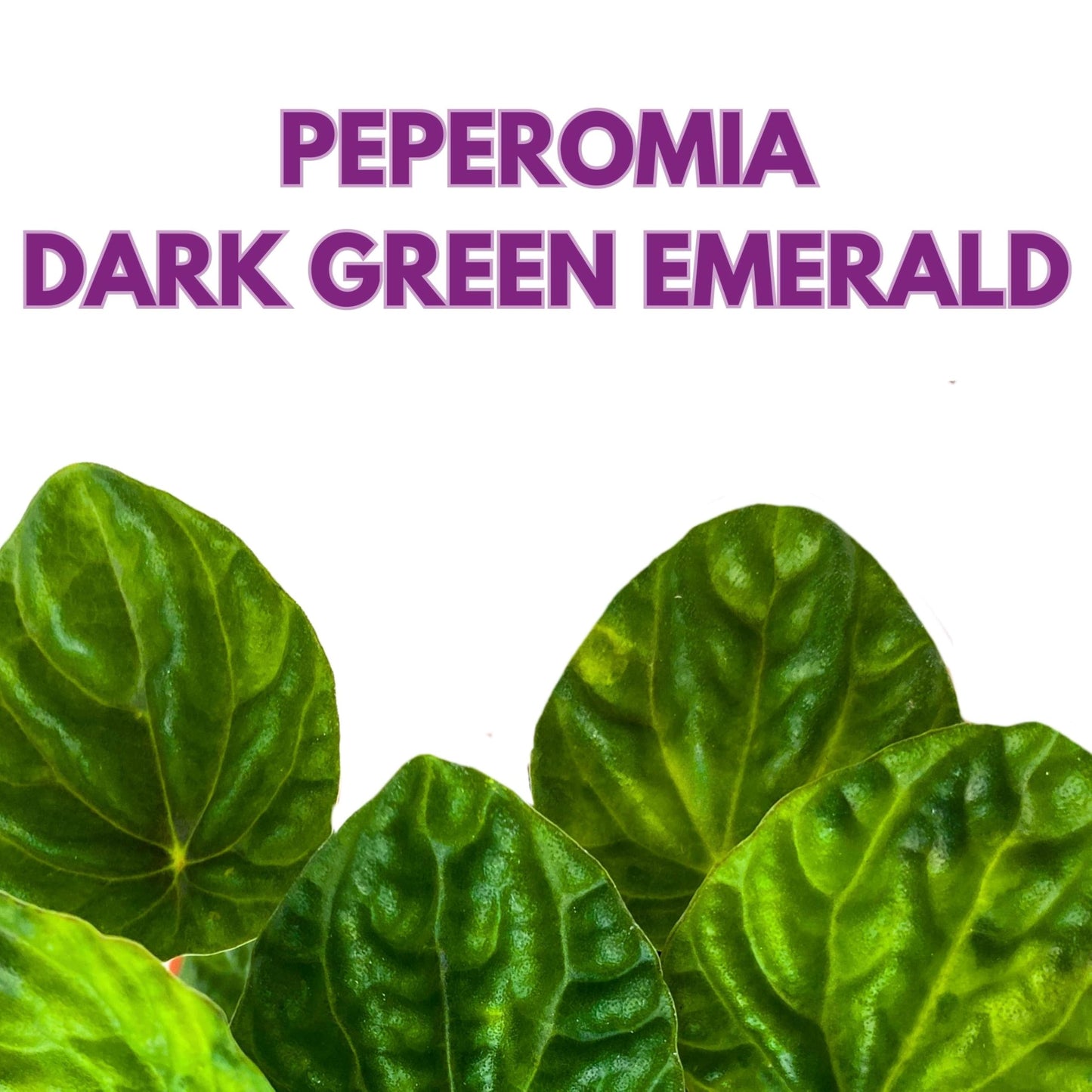 Harmony Foliage Peperomia Dark Green Emerald Ripple 6 inch