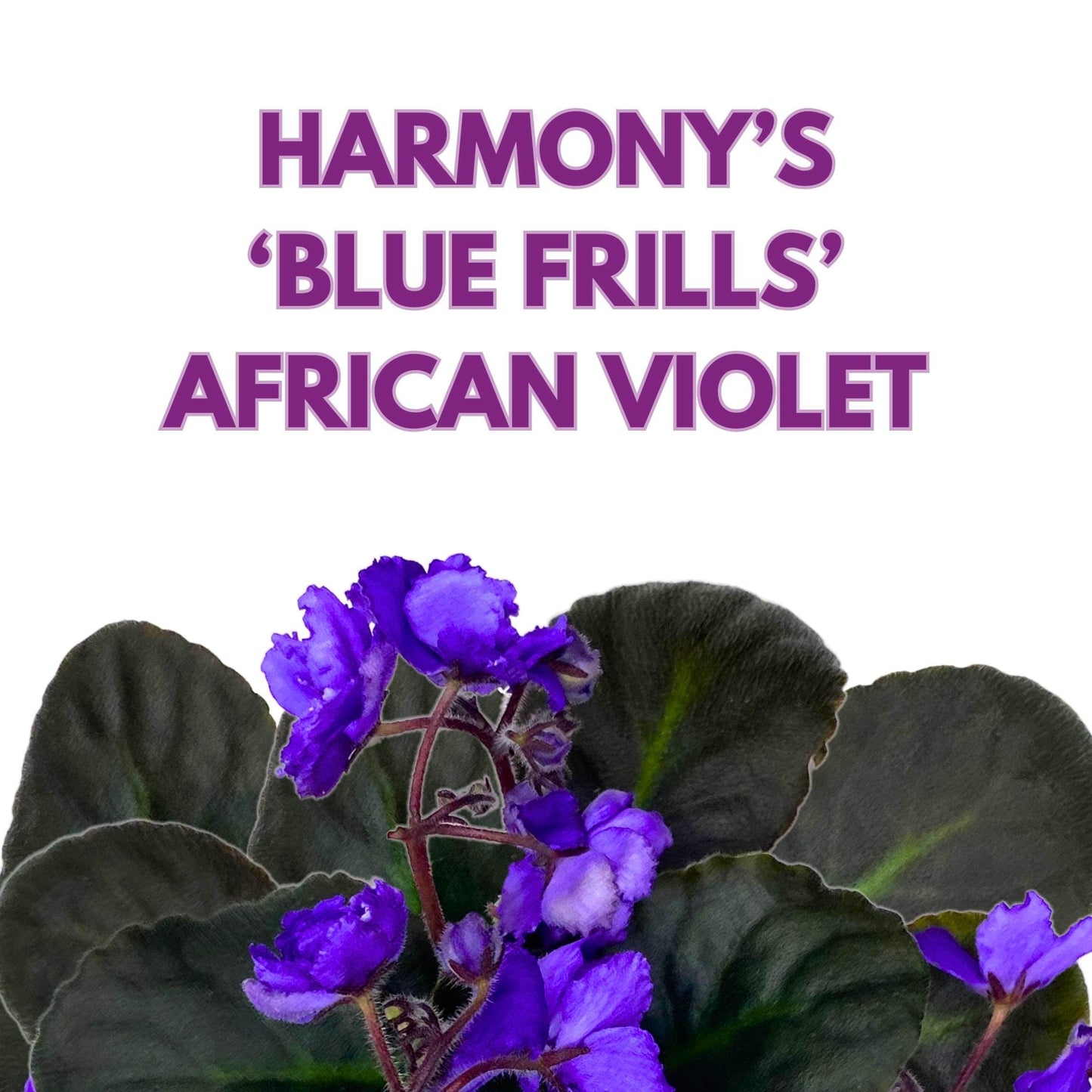 Harmony Foliage Harmony's Blue Frills African Violet Saintpaulia 4 inch