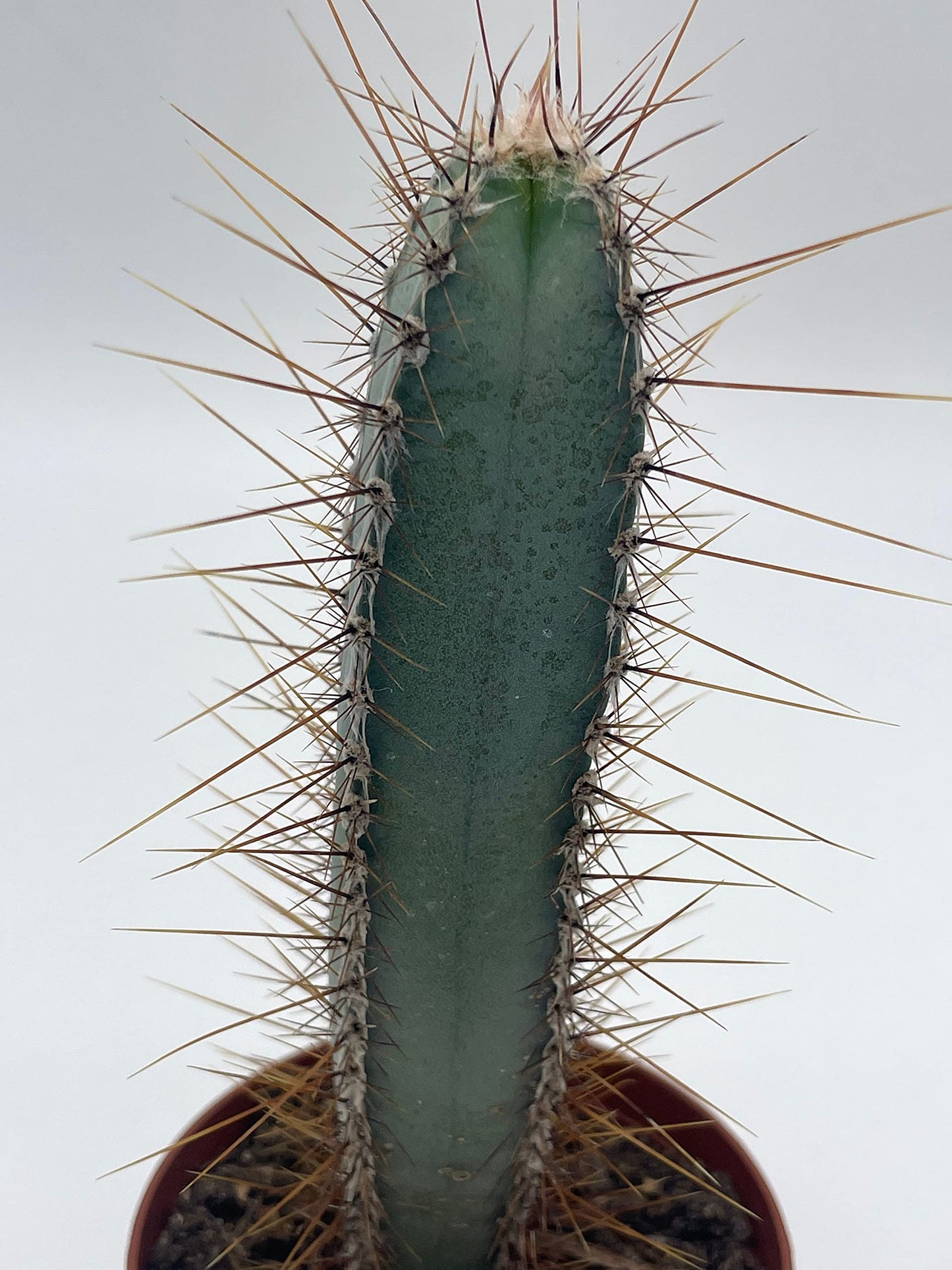 Blue Column Cactus, Pilosocereus Azureus, 3 inch, Square Shaped Blue Torch columnar Cacti pachycladus