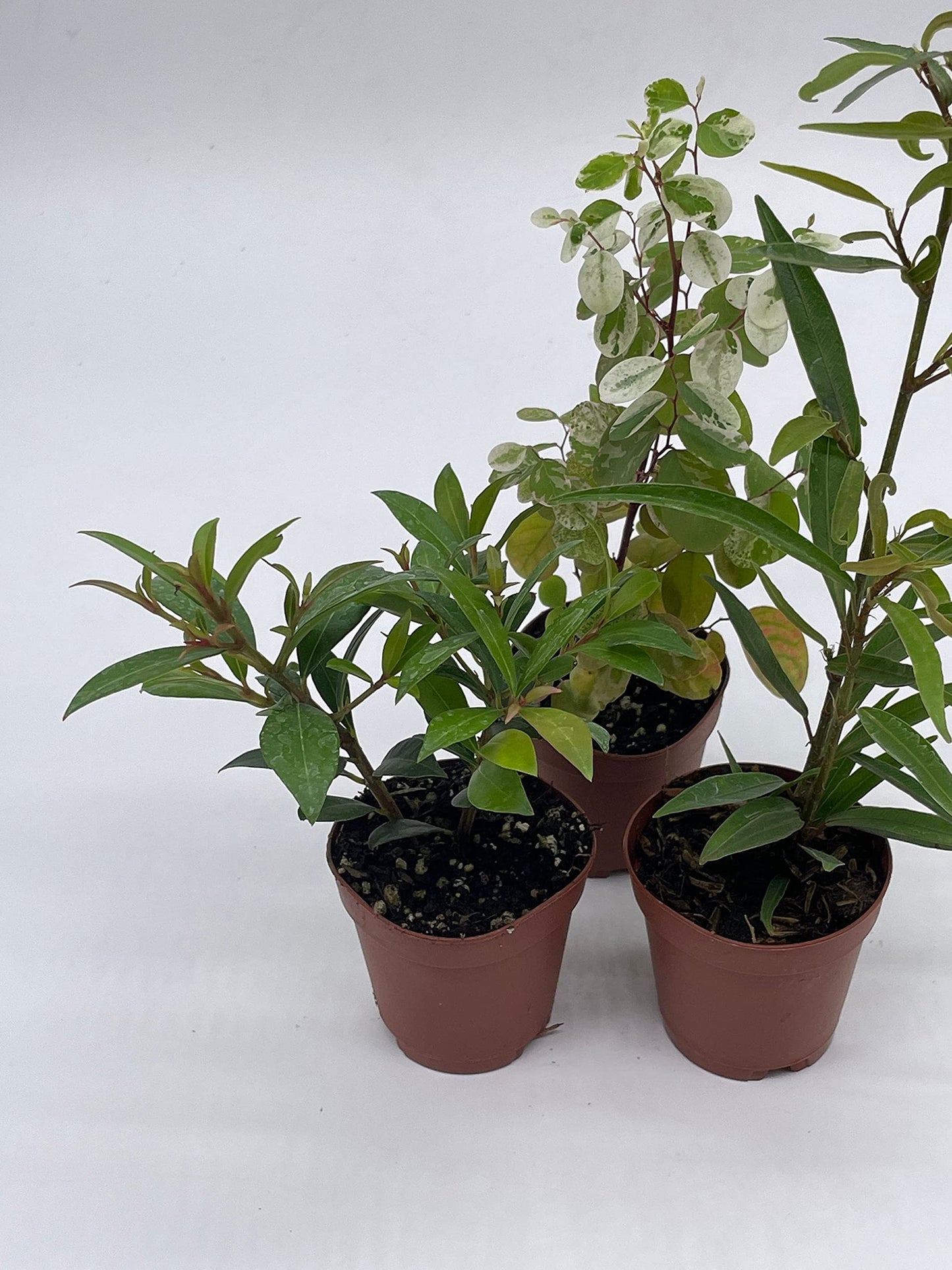 Pre-Bonsai & Ficus Assortment, 2 inch pots, 3 Different Shrubby Ferns, Bonsai Starts