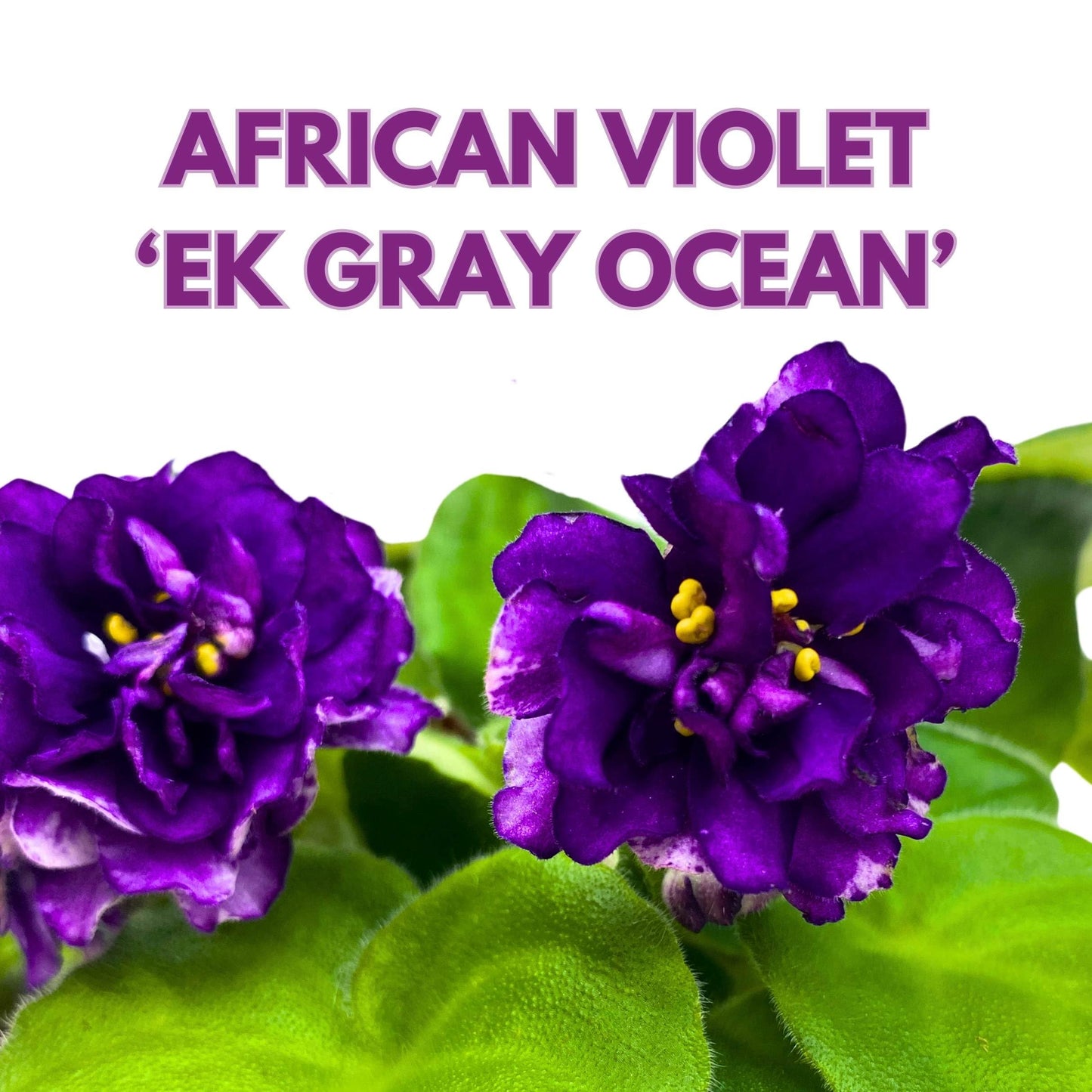 Harmony Foliage EK Gray Ocean African Violet Saintpaulia 4 inch