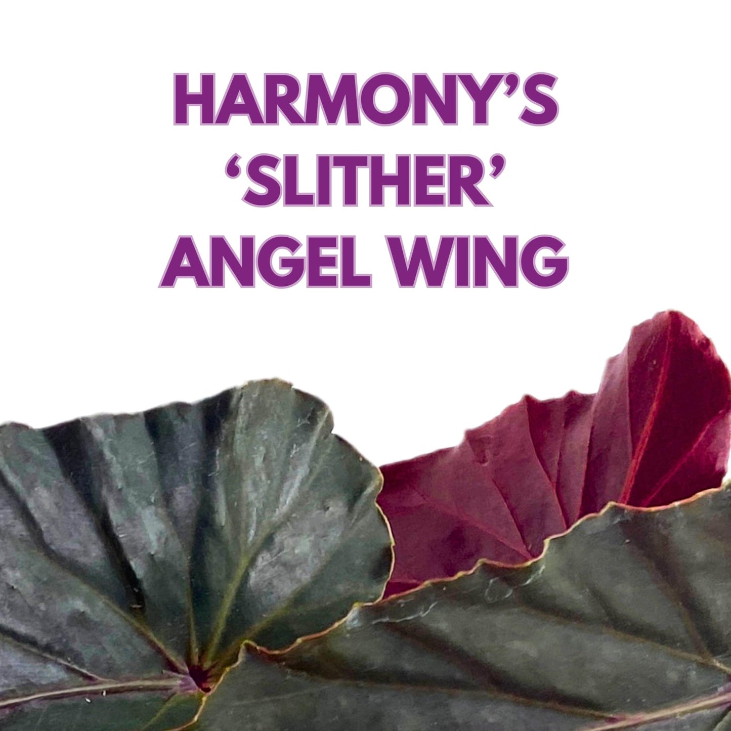 Harmony Foliage Harmony's Slither Angel Wing Begonia 4 inch