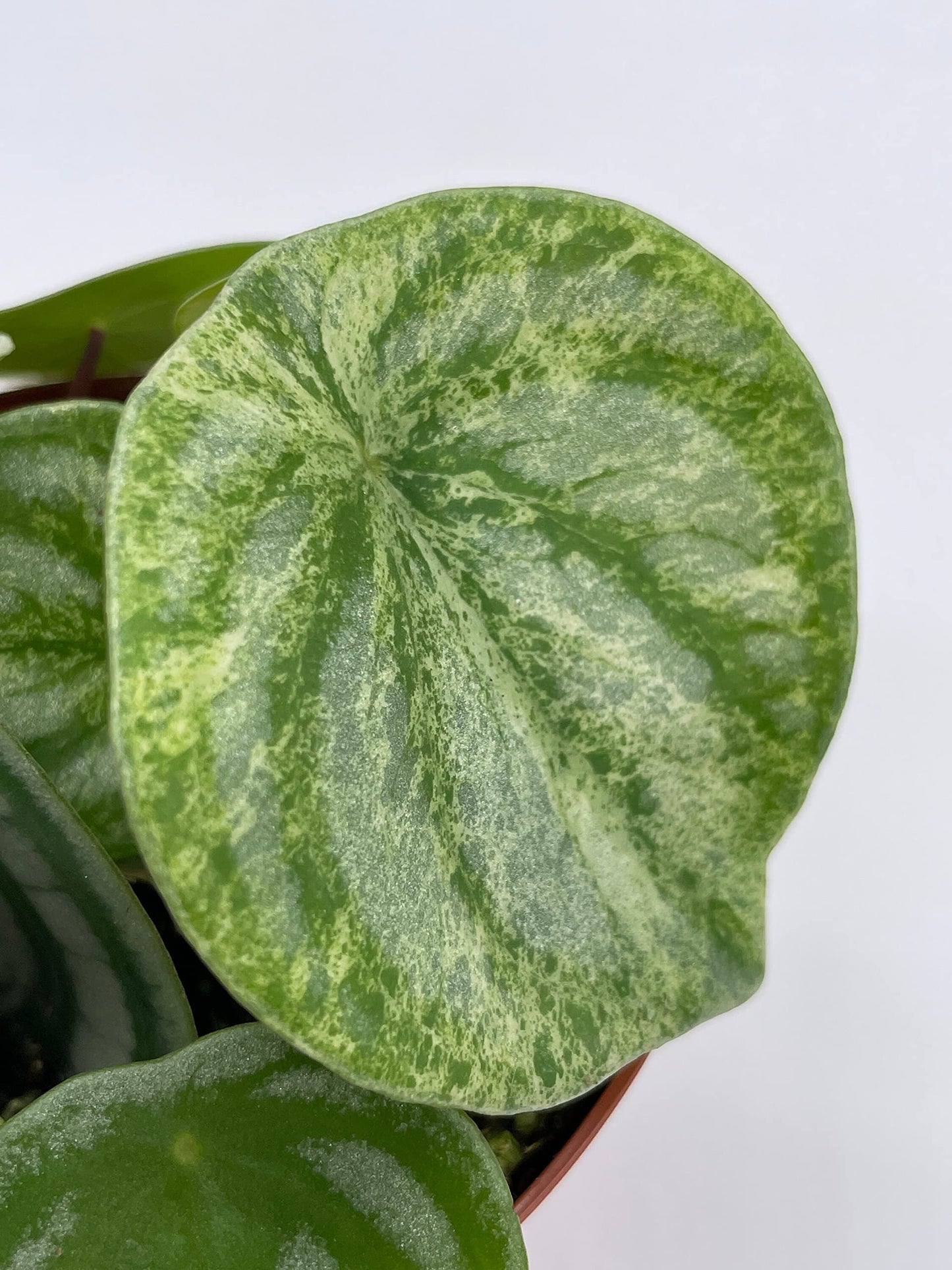 BubbleBlooms Harmony's Variegated Watermelon Peperomia, 4 inch