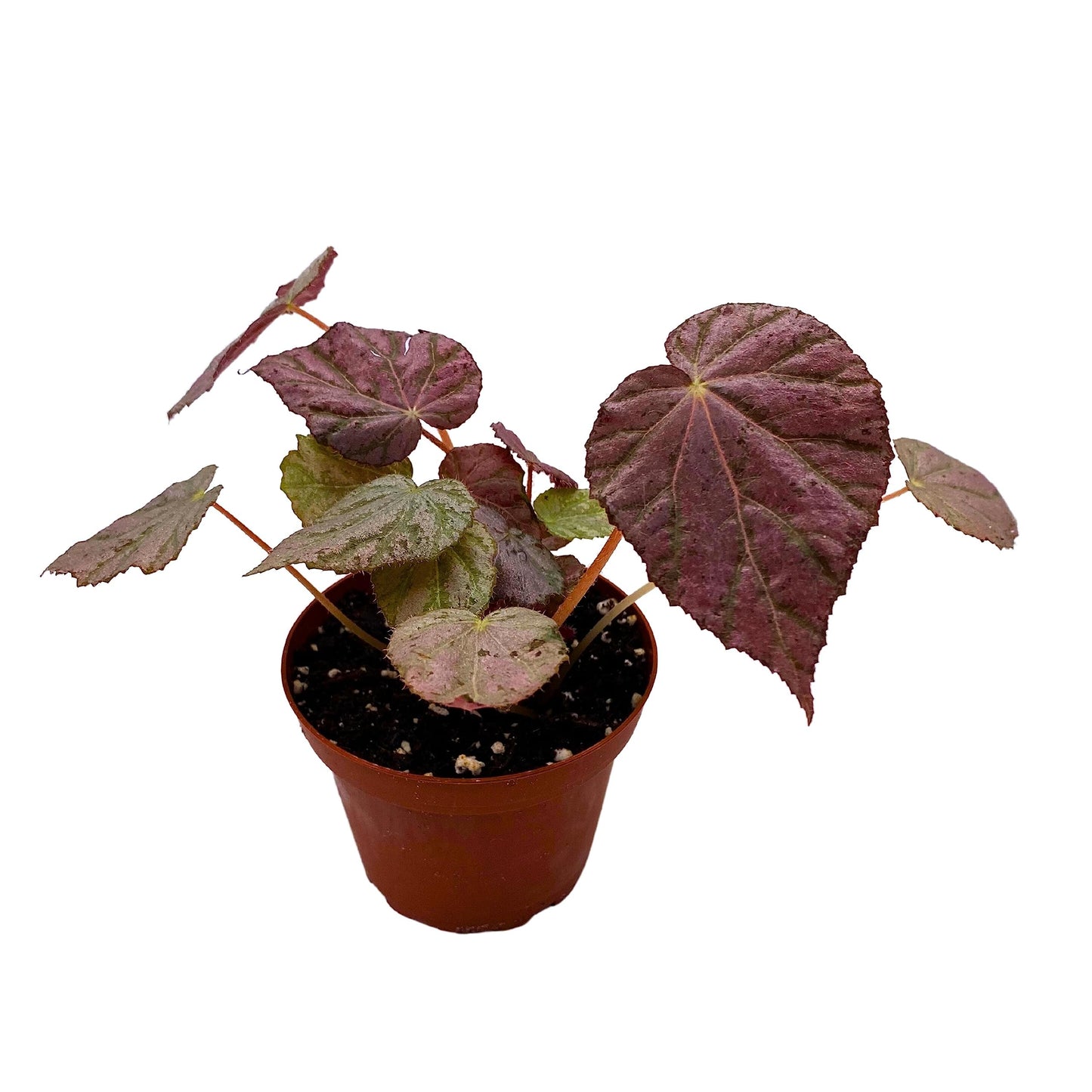 BubbleBlooms Harmony's Stormy Sunset Begonia, Passing Storm Begonia, Silver and Pink Begonia Rex in 4 inch Pot, Tear-Shaped Leaves