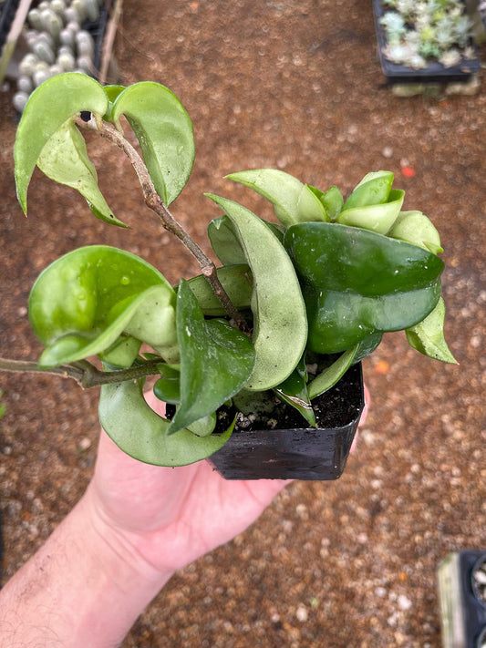 Hoya carnosa compacta Hindu Rope Plant, 2" Potted Starter, Krinkle Kurl, Porcelain Flower, Wax Plant