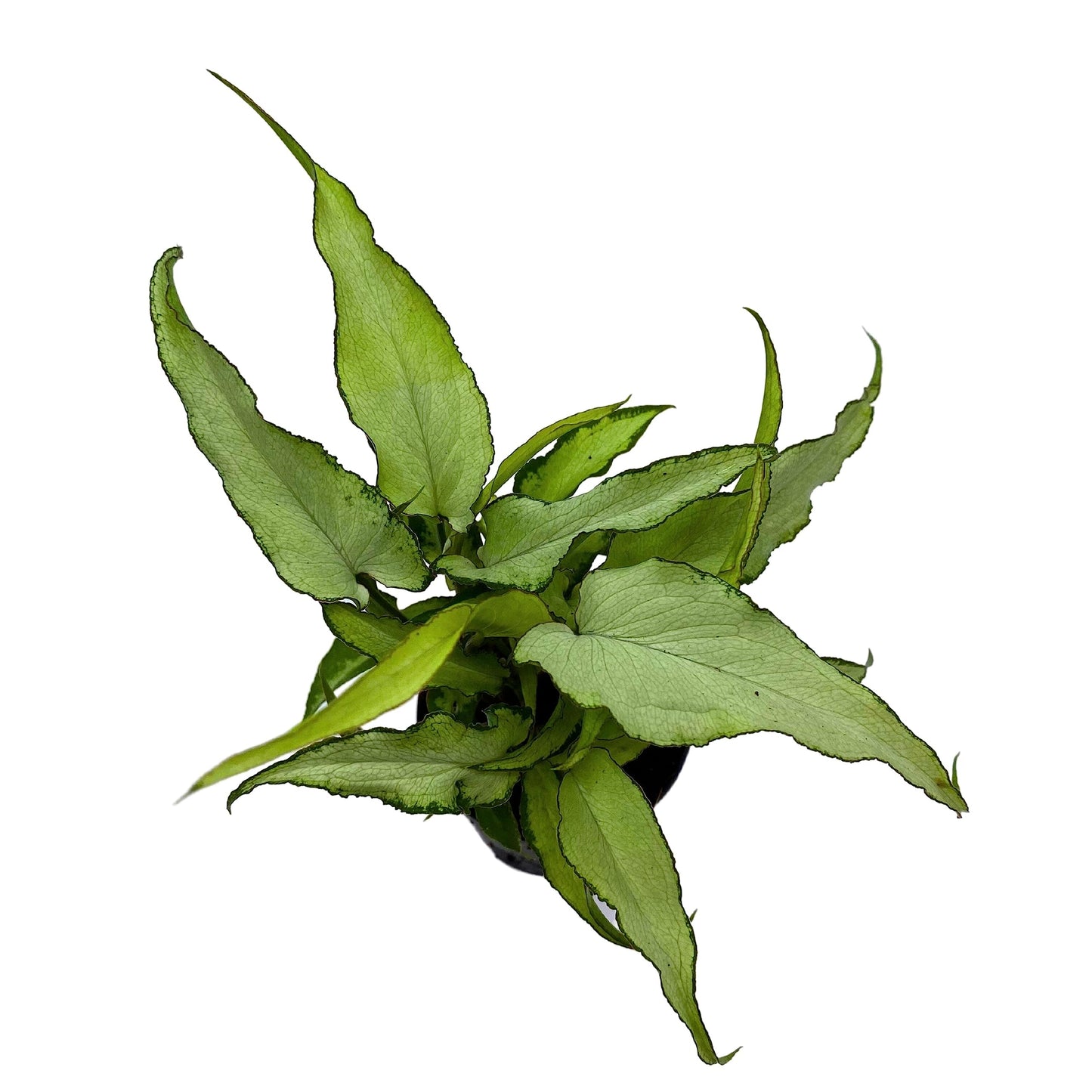 Syngonium Silver Fox, Arrohead Plant, Arrowhead Vine, Arrowhead Philodendron in 2 inch Pot