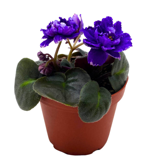 Harmony Foliage Knight in Tiger's Skin African Violet Variegated Flower 4 inch