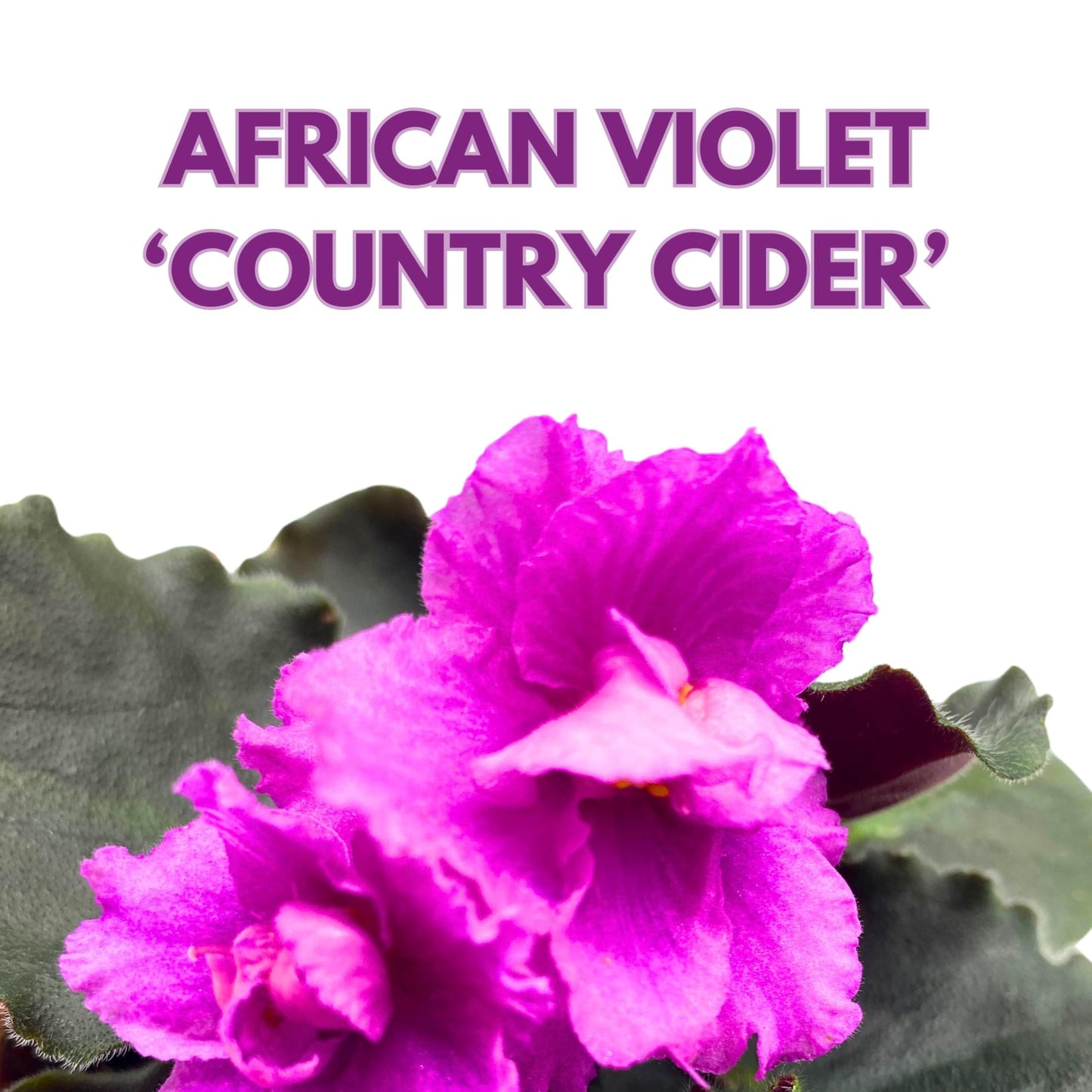 Harmony Foliage Country Cider African Violet Saintpaulia 4 inch