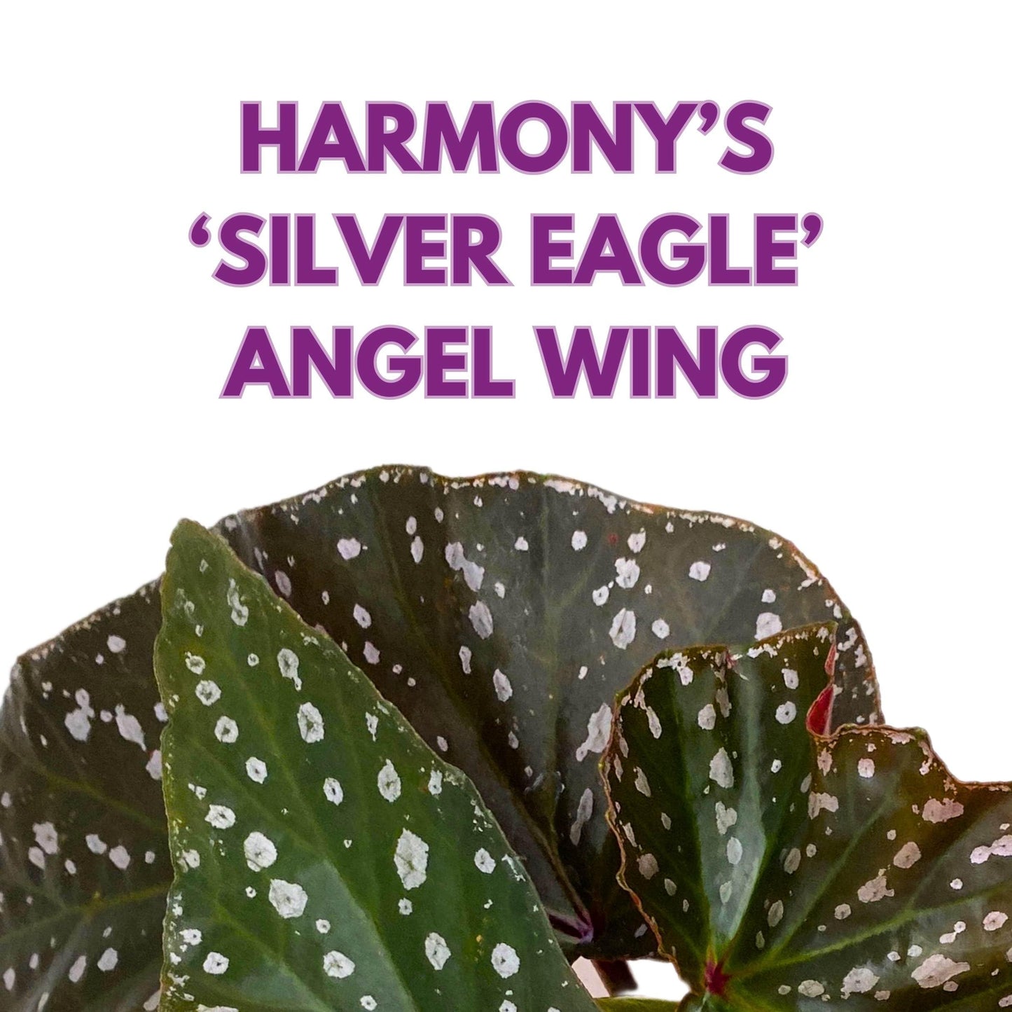 Harmony Foliage Harmony's Silver Eagle Angel Wing Cane Begonia 4 inch