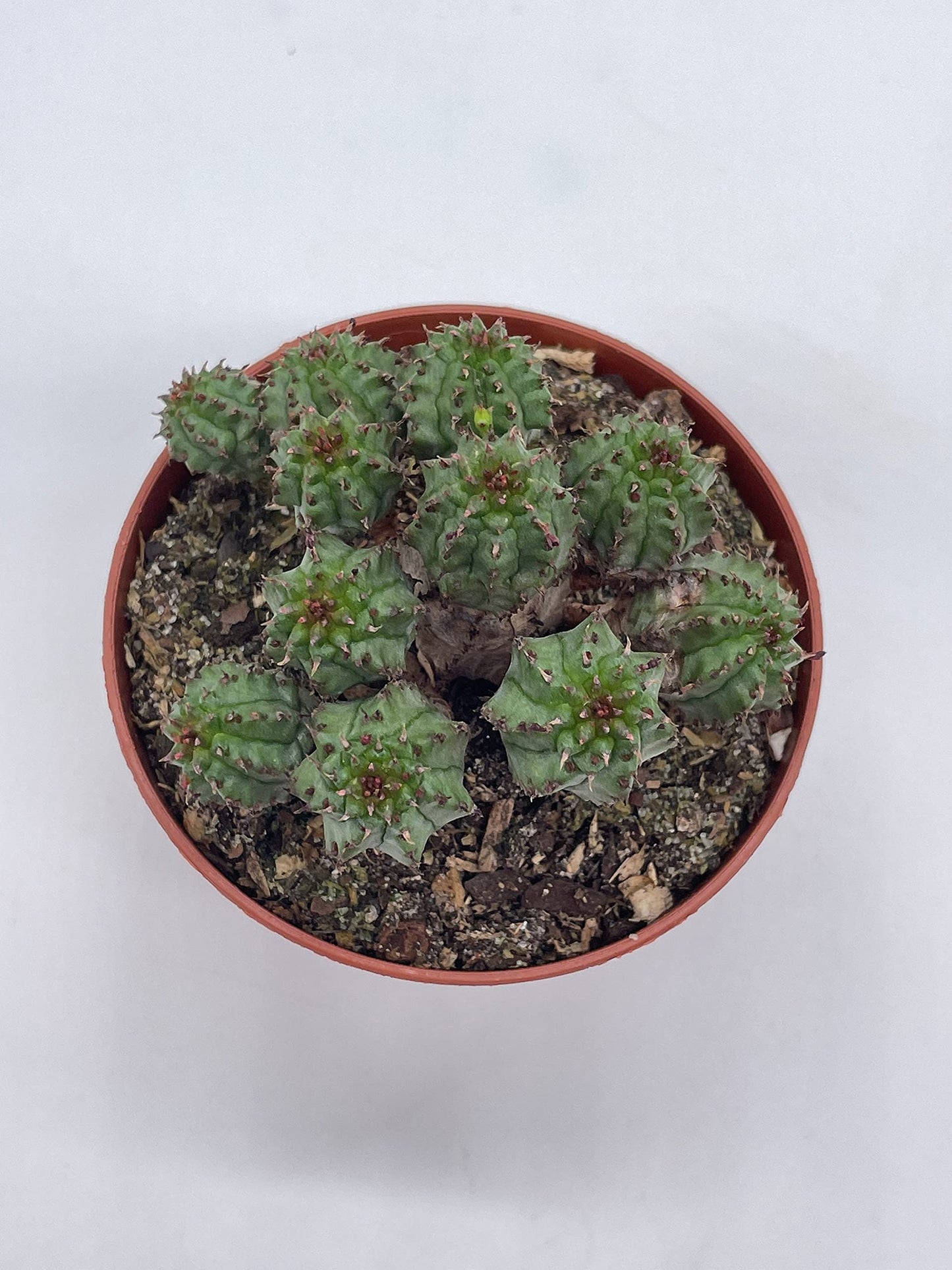 Euphorbia Horrida, 3 inch, African Milk Barrel