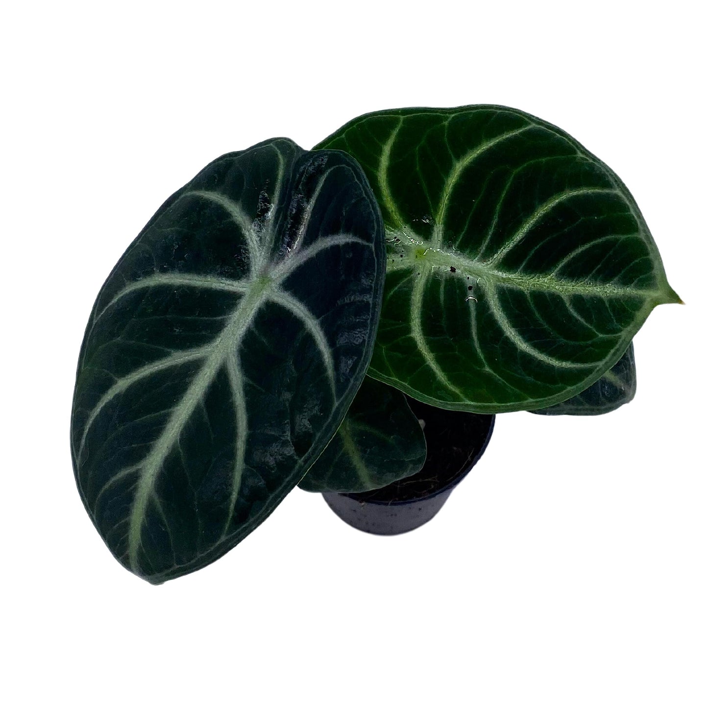 BubbleBlooms Alocasia Ninja, Black Ninja, Black Velvet Ninja in 2 inch Pot