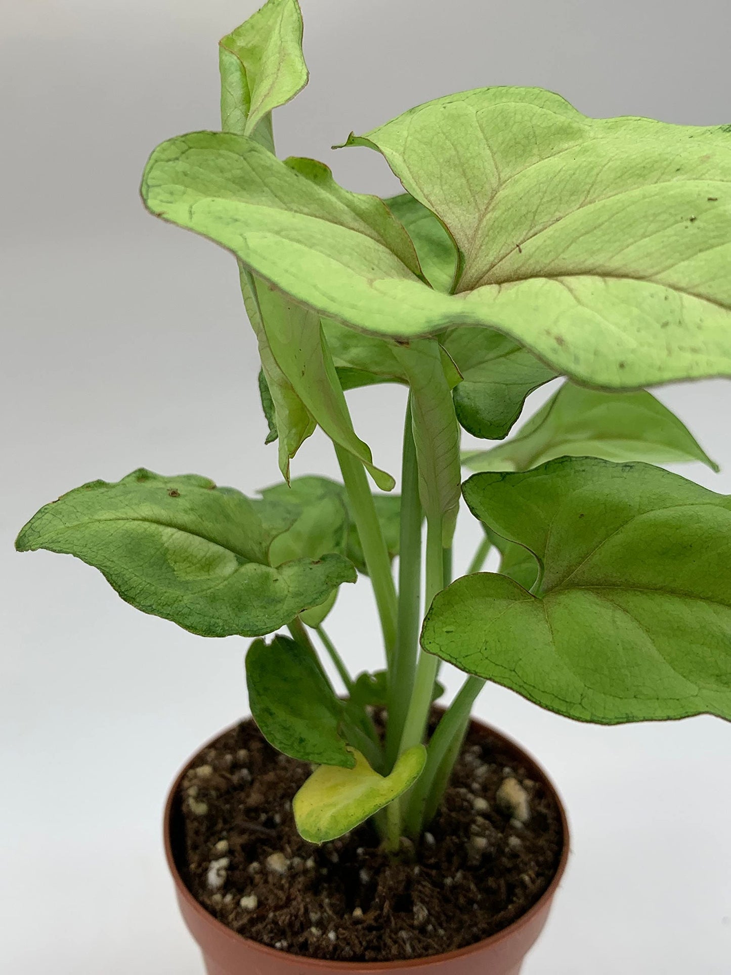 Syngonium Cream Allusion in 2 inch Pot, Well Rooted Live Starter House Plant