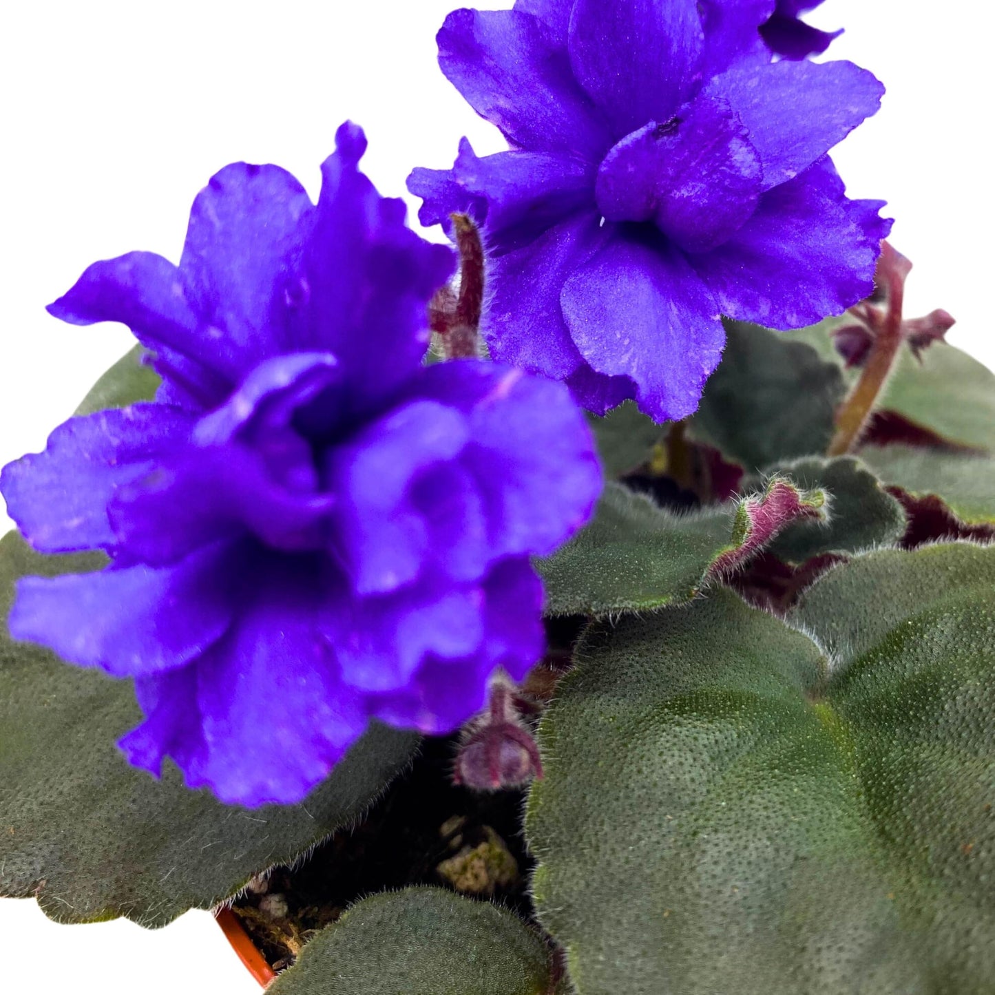 Harmony Foliage Hunter's Lightning Strike African Violet Saintpaulia 4 inch