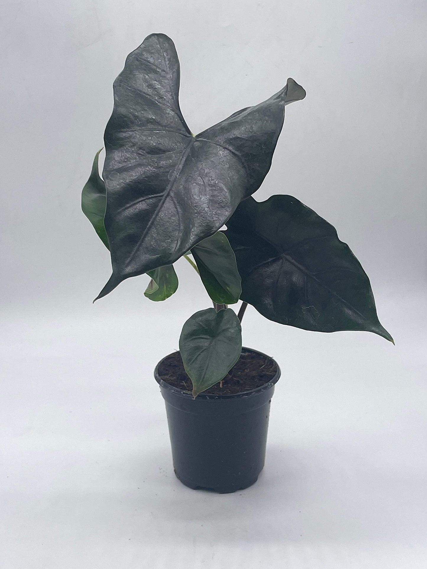 BubbleBlooms Alocasia Purple Cloak, Alocasia Princeps, in 4 inch Pot