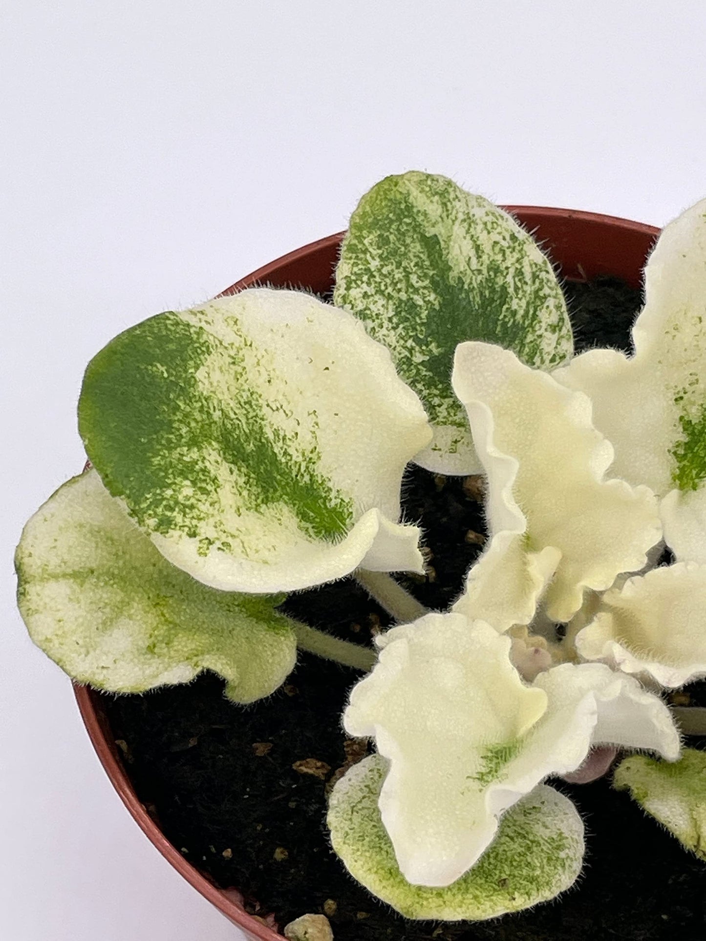 BubbleBlooms Harmony's Variegated African Violet, 4 inch Pot, White Leaves, Saintpaulia, Sunny Salmon Unique Homegrown Exclusive