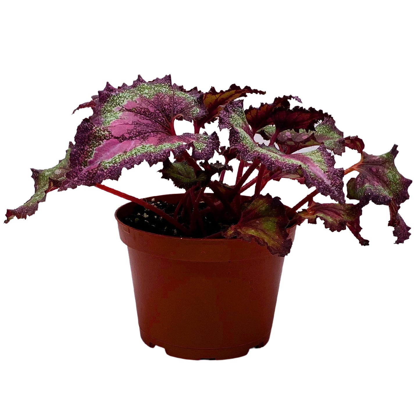 Harmony's BubbleBlooms Love Potion Begonia, Variegated Begonia Rex in 6 inch Pot