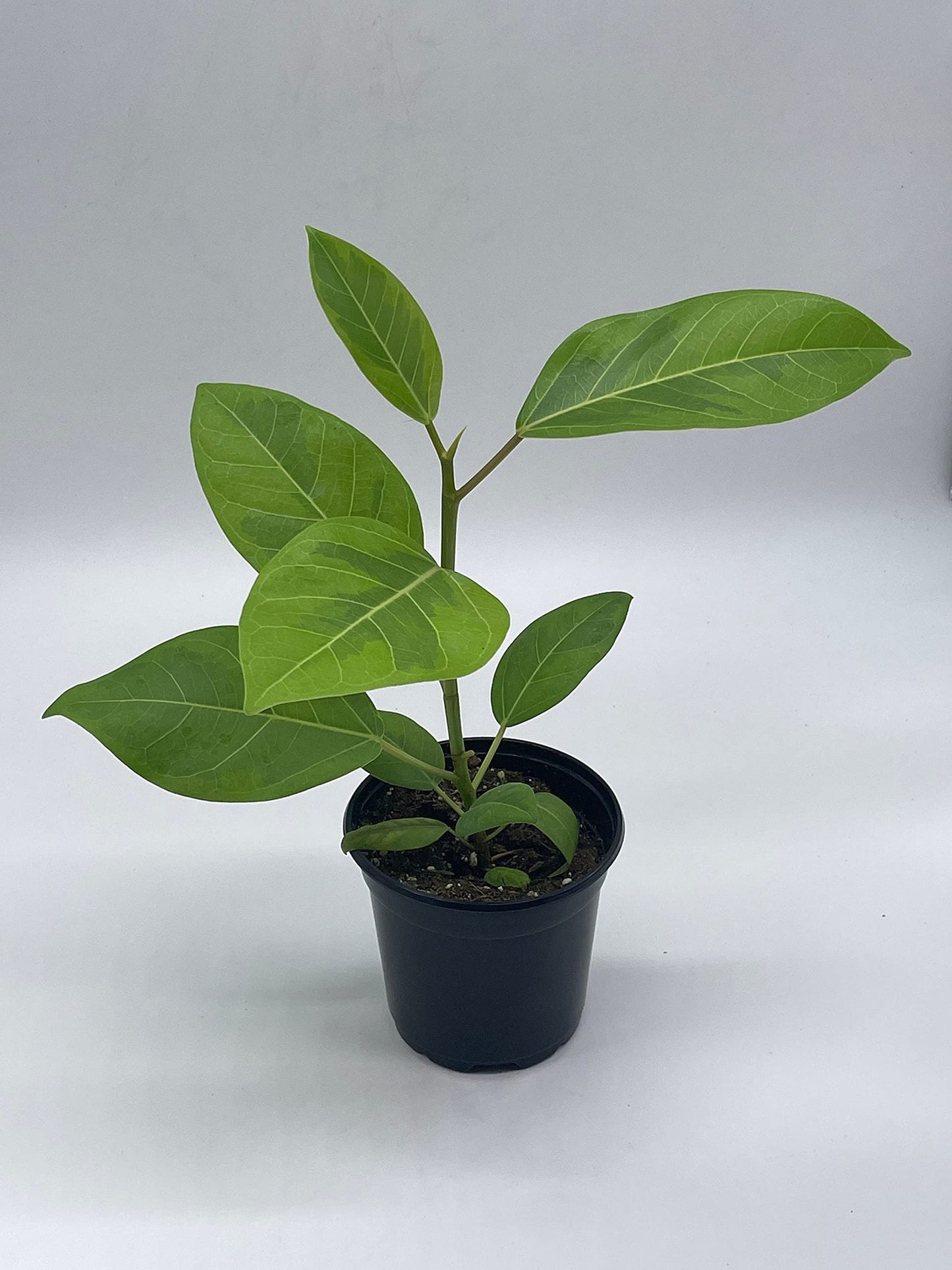 Ficus Altissima, 4 inch, Yellow Gem, Variegated Counciltree, Lofty Fig, Indian Banyan,