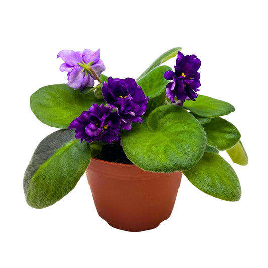 Harmony Foliage EK Gray Ocean African Violet Saintpaulia 4 inch