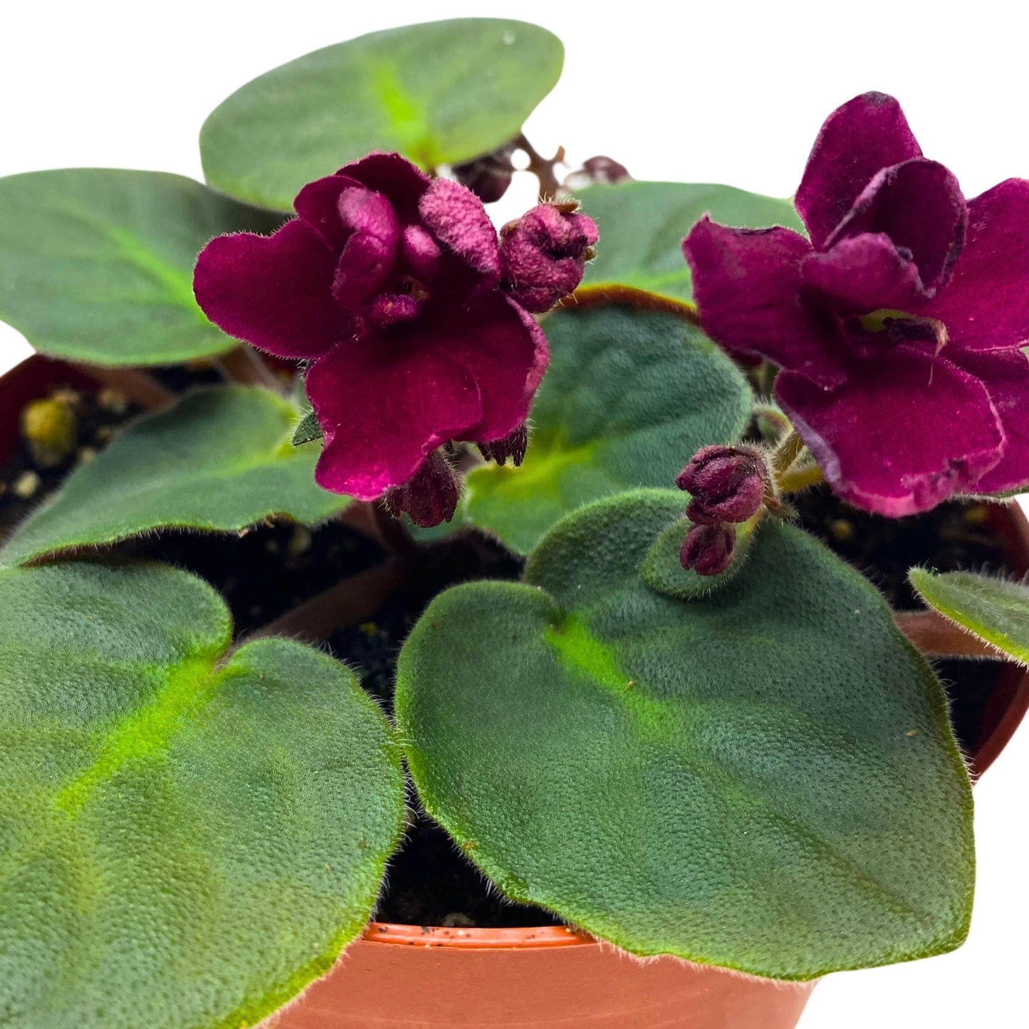 Harmony Foliage Tomahawk African Violet Saintpaulia 4 inch