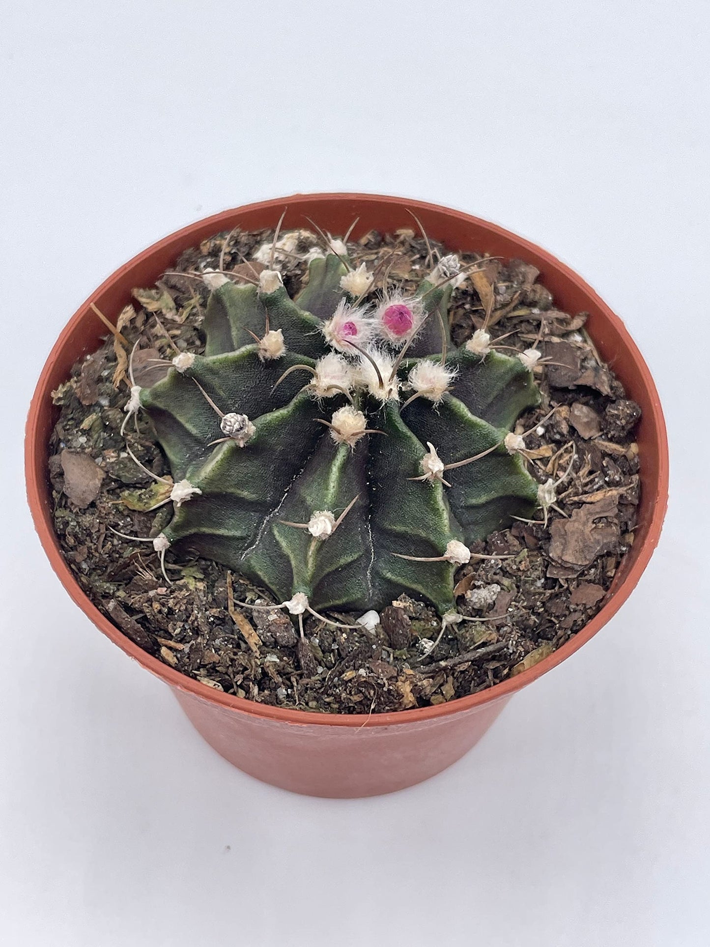 Moon Cactus, Rare Gymnocalycium Mihanovichii, 3 inch