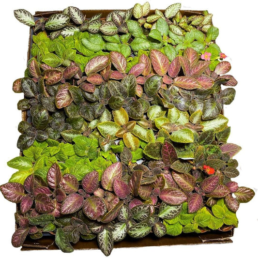 Harmony Foliage Episcia Assortment in 2 inch pots 90-Pack Bulk Wholesale Colorful Flame Violets
