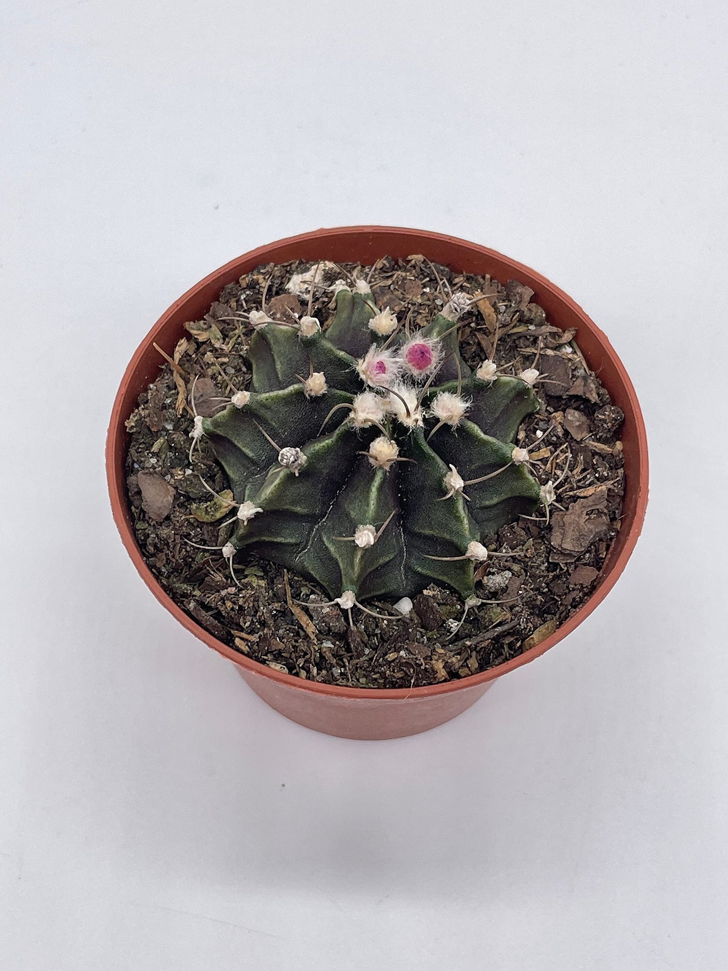 Moon Cactus, Rare Gymnocalycium Mihanovichii, 3 inch