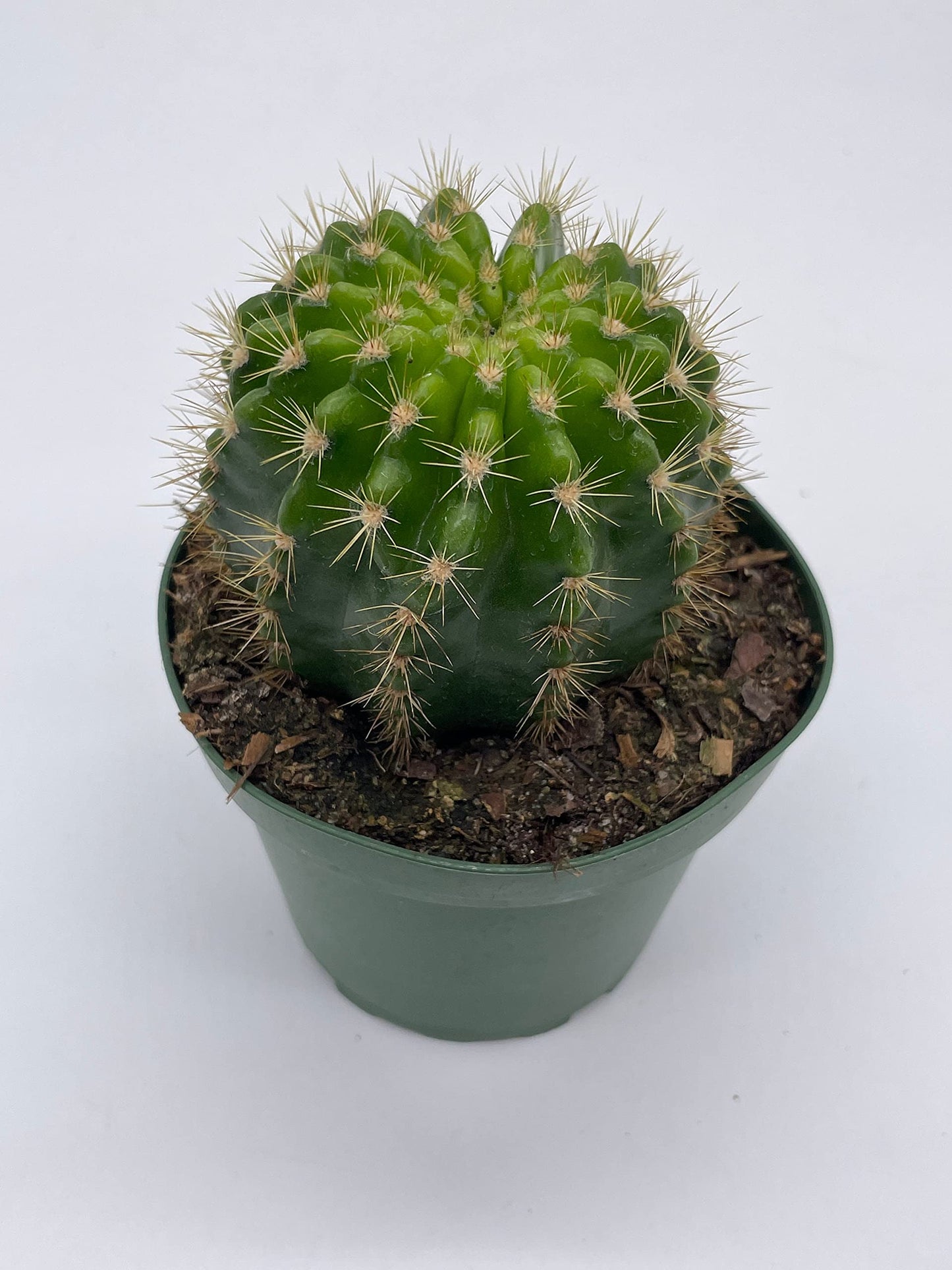 Lemon Barrel Cactus, 4 inch, Echinopsis Calochlora