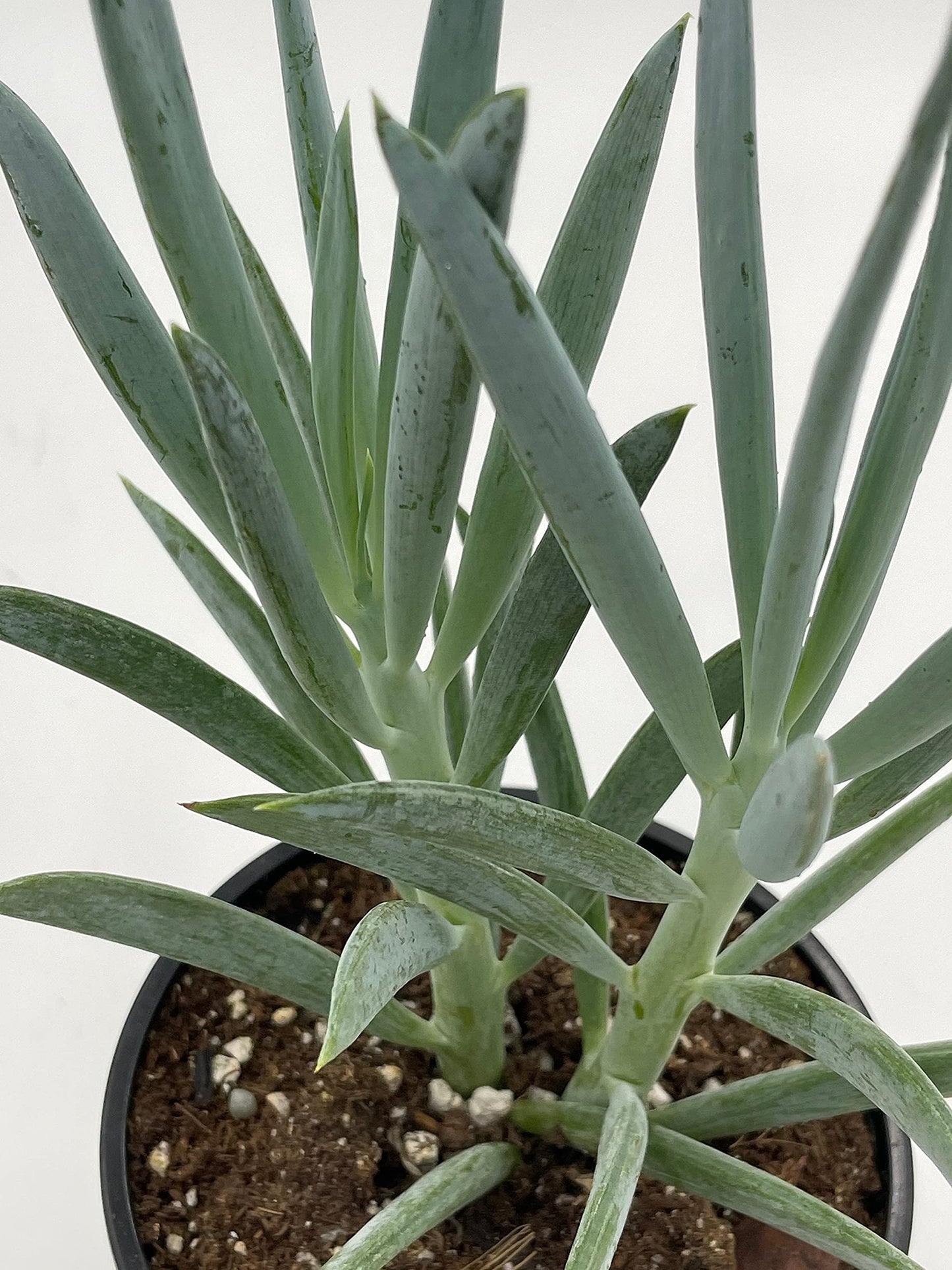 Blue Chalk Sticks/Senecio Serpens/Curio repens/Blue Chalksticks Plant/Chalk Finger/Senecio mandraliscae