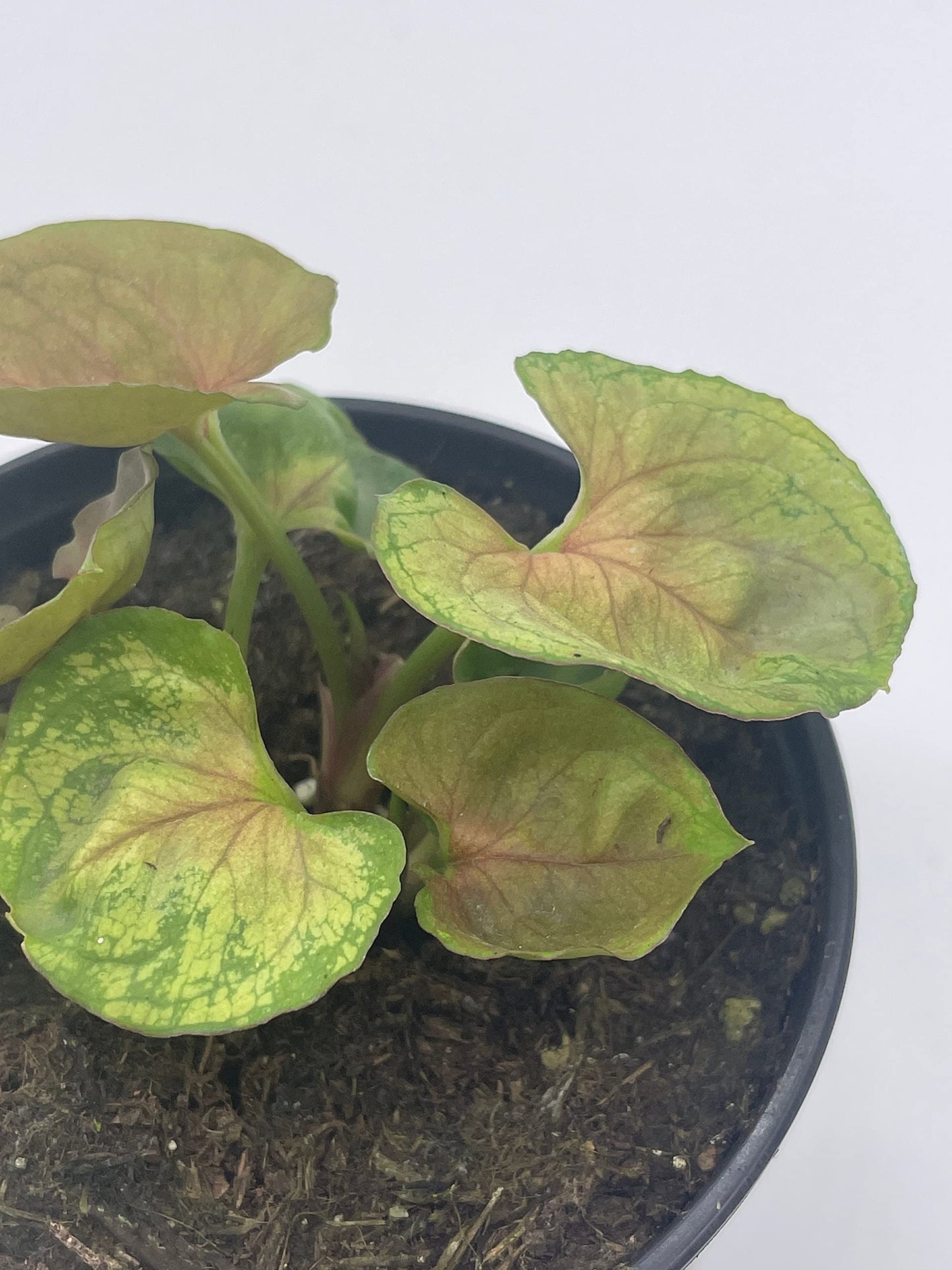 Syngonium Podophyllum, Mango Allusion, 4 inch, Arrowhead Vine