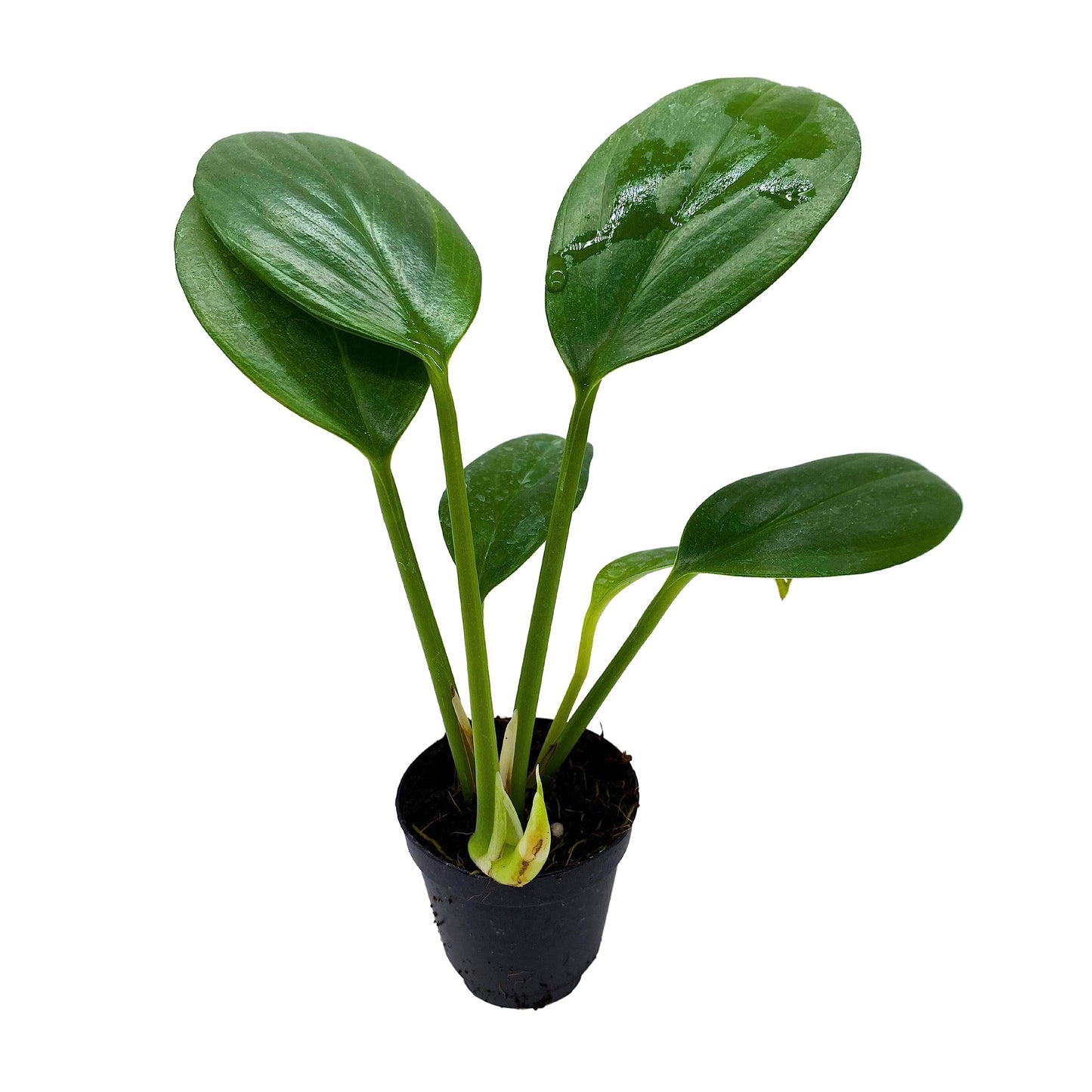 BubbleBlooms Philodendron Dragon Tail, Rhaphidophora Decursiva in 2 inch Pot