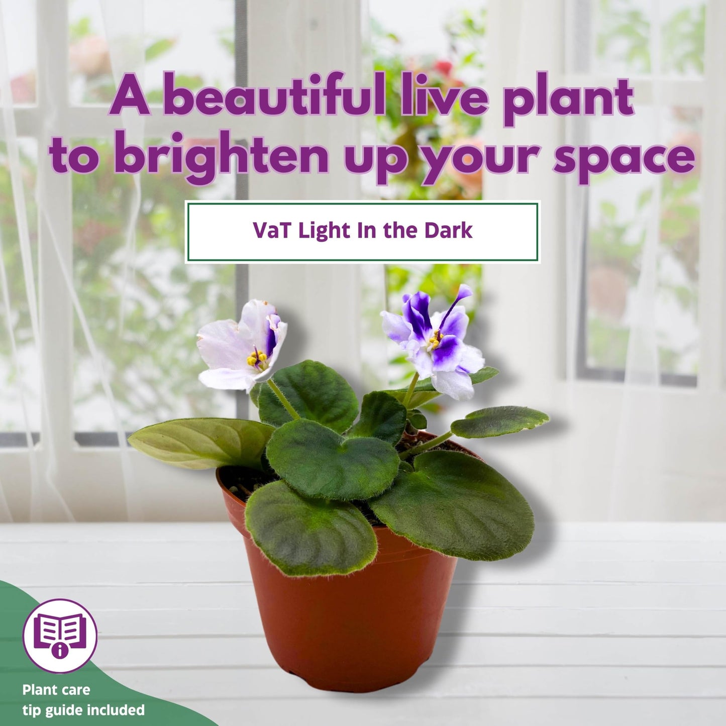 Harmony Foliage VaT Light in The Dark African Violet 4 inch