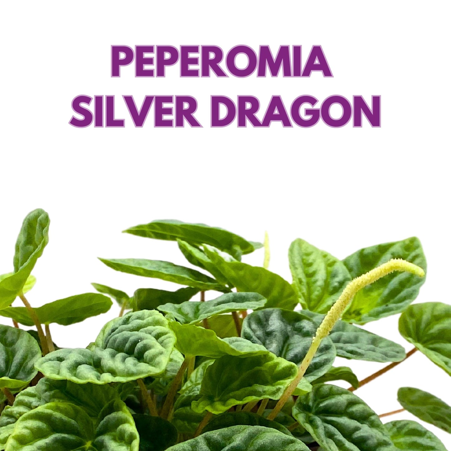 Harmony Foliage Peperomia Silver Dragon Light Green Emerald Ripple 6 inch