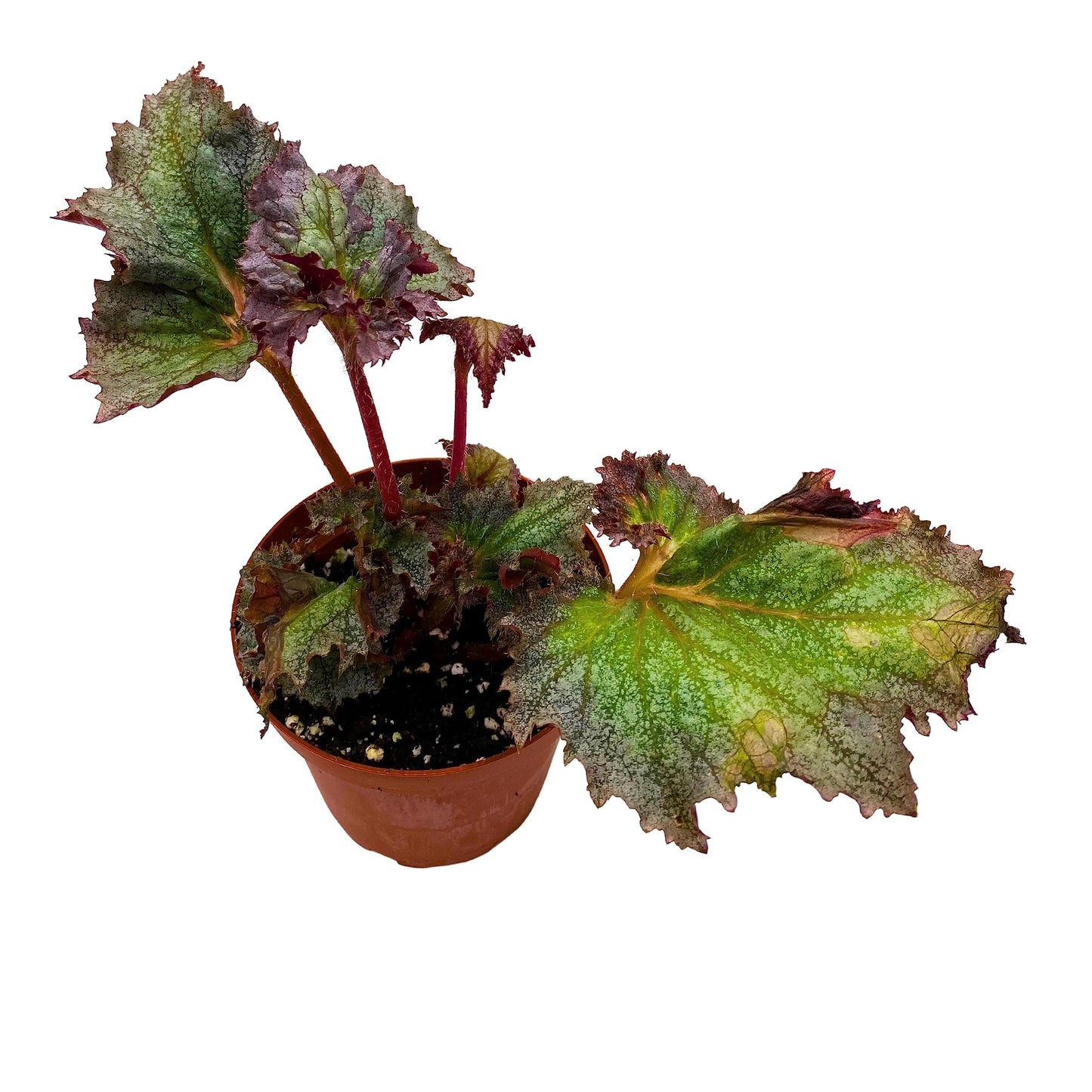 BubbleBlooms Harmony's Daehnerys Begonia, Begonia Rex in 4 inch Pot, Painted-Leaf Begonia, Variegated, Unique Homegrown Exclusive