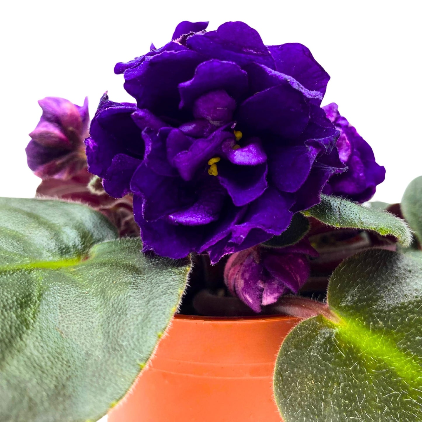 Harmony Foliage Black Pearl Strike African Violet Saintpaulia 4 inch