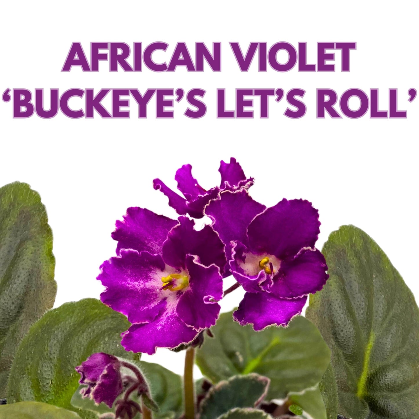 Harmony Foliage Buckeye Let's Roll African Violet Saintpaulia 4 inch