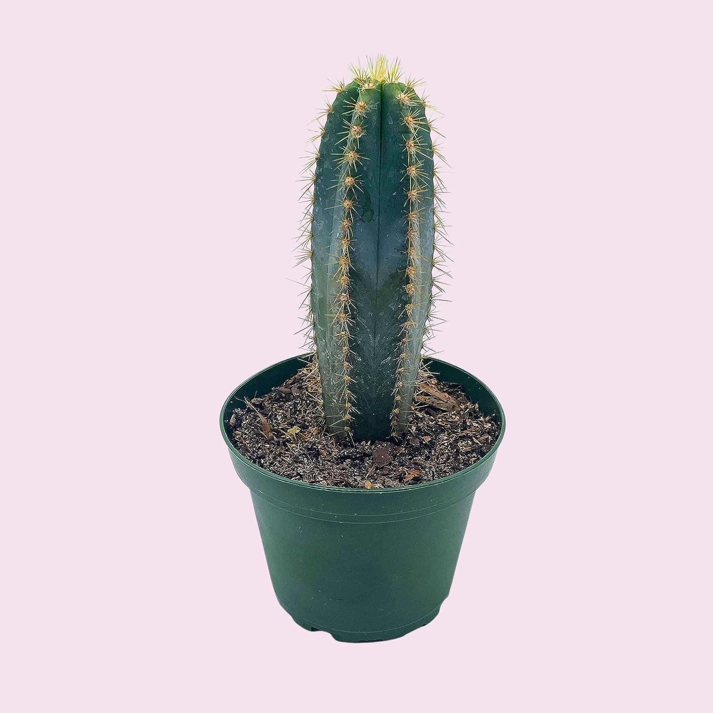 Blue Columnar Cactus, Pilosocereus pachycladus Cacti, Column Cactus, Blue Torch Cactus, Woolly Torch Cactus, in 4 inch Pot