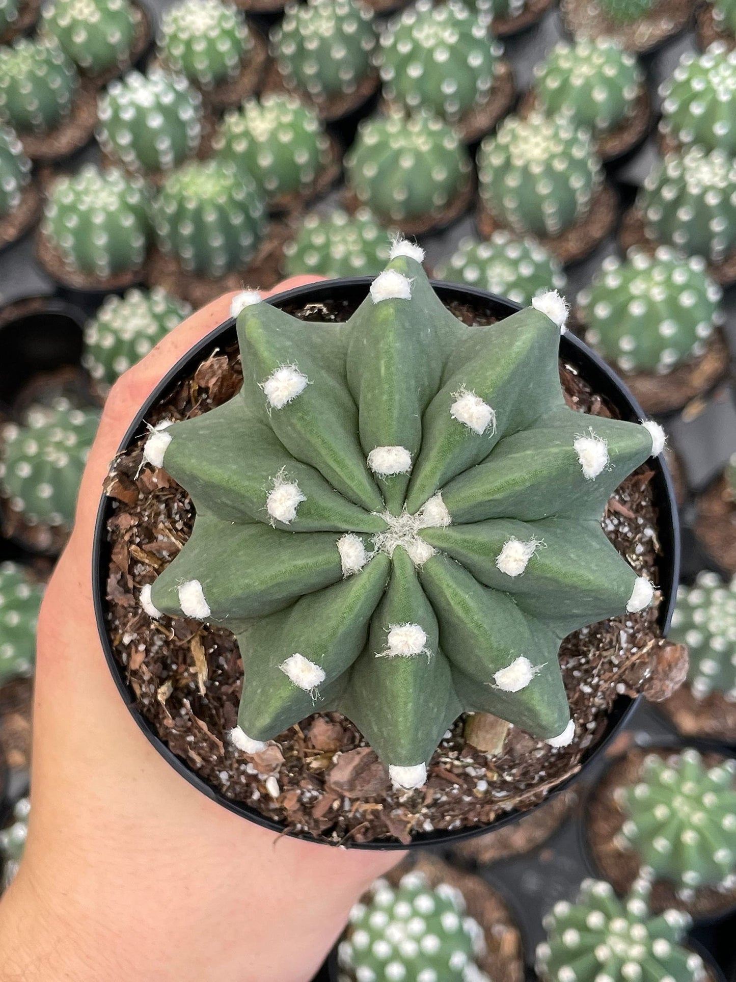 Easter Lily Cactus, Echinopsis subdenudata, Domino Cactus, Sand-Dollar Cactus, Astrophytum Asterias in a 4 inch Pot