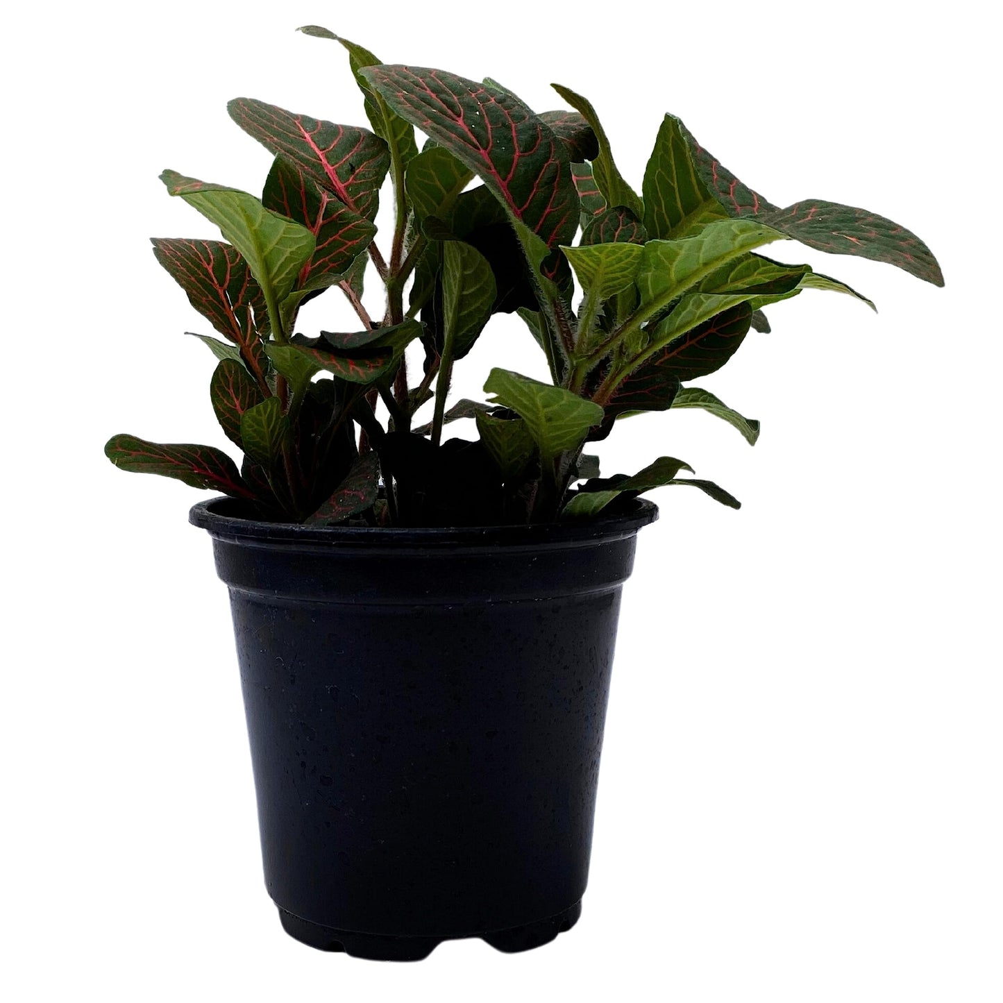 Red Nerve Plant, Fittonia Verschaffeltii, Ruby Red Mosaic Plant, Super Red Fittonia in 4 inch Pot