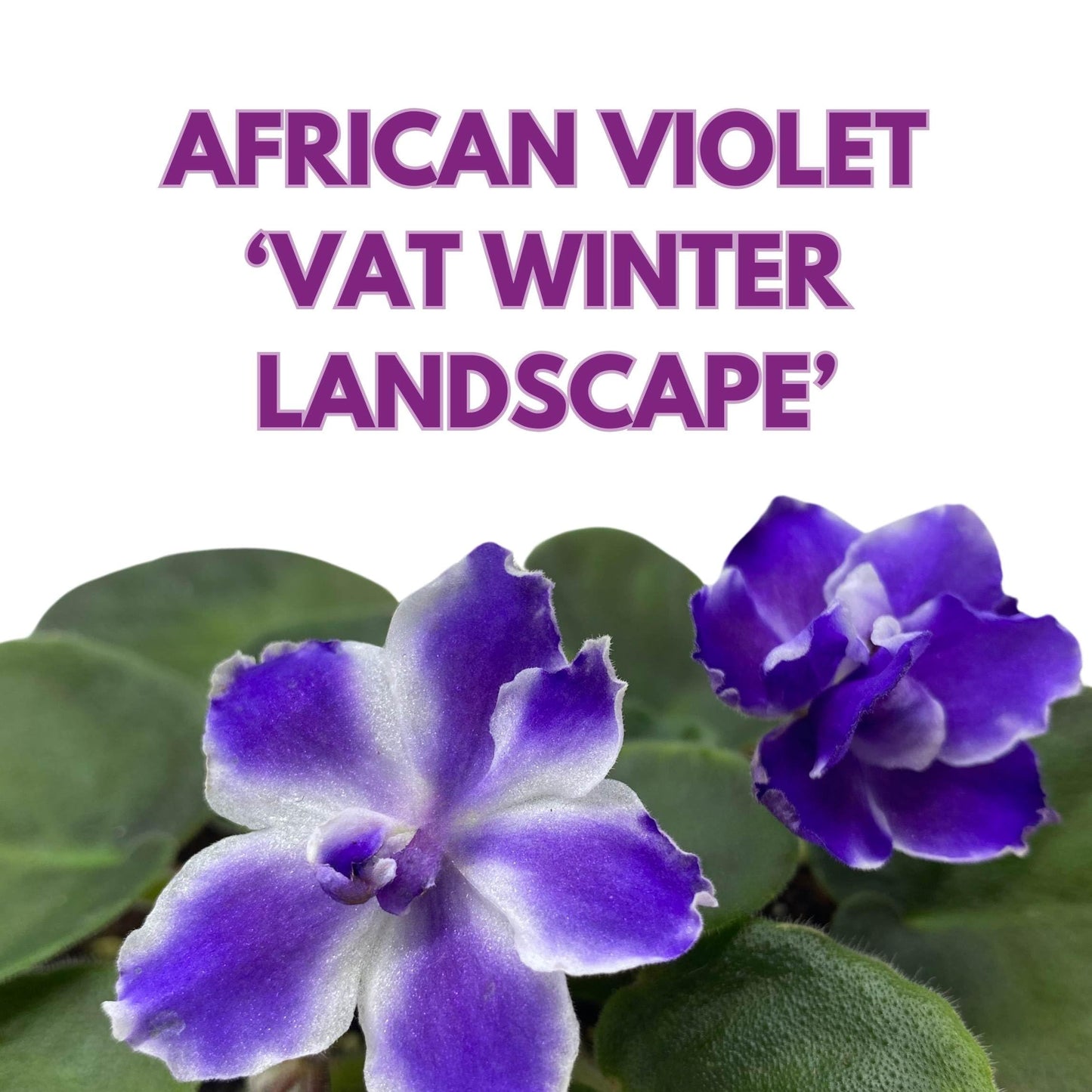 Harmony Foliage VaT Winter Landscape African Violet Saintpaulia 4 inch