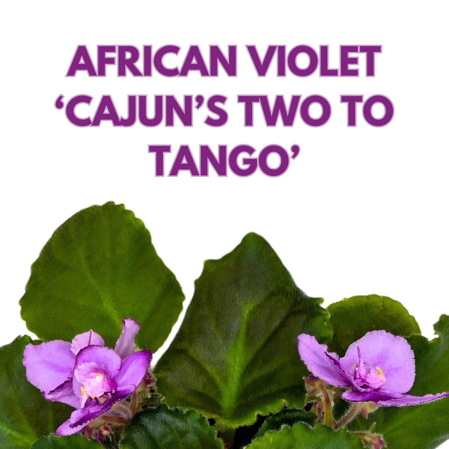 Harmony Foliage Cajun's Two to Tango African Violet Saintpaulia 4 inch