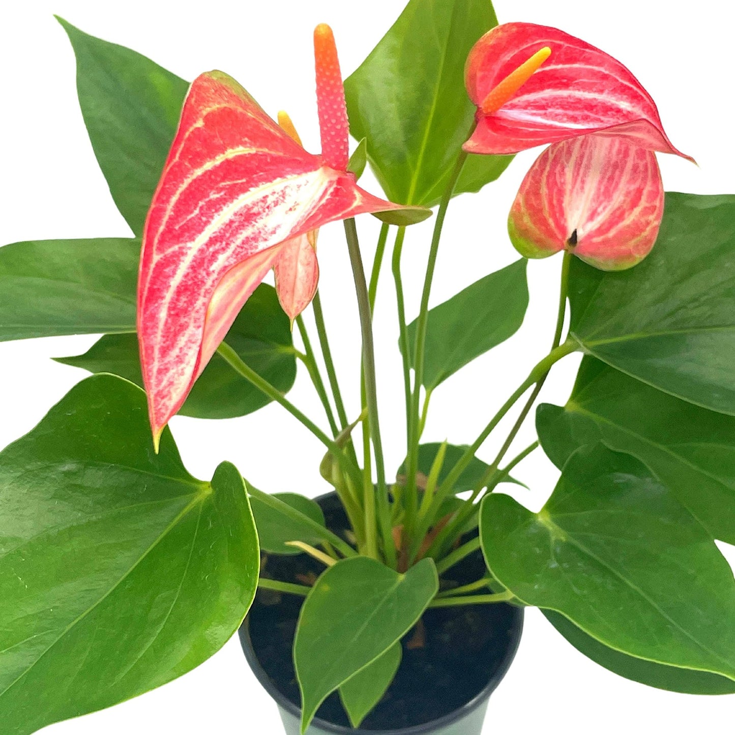 Anthurium Peppermint, 4 inch, Pink and White Sriped Variegated Flowers