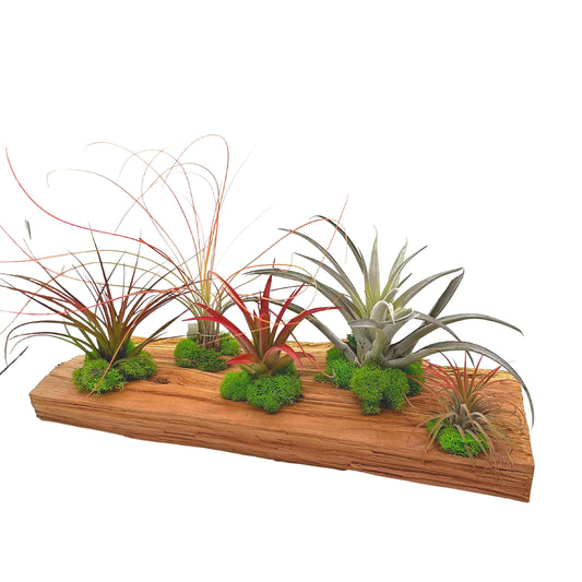 Tillandsia Driftwood Sculpture, Air Plants Mounted on Wooden Board, Air Plant Plank