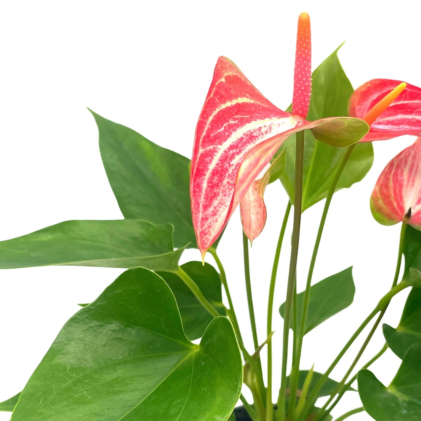 Anthurium Peppermint, 4 inch, Pink and White Sriped Variegated Flowers