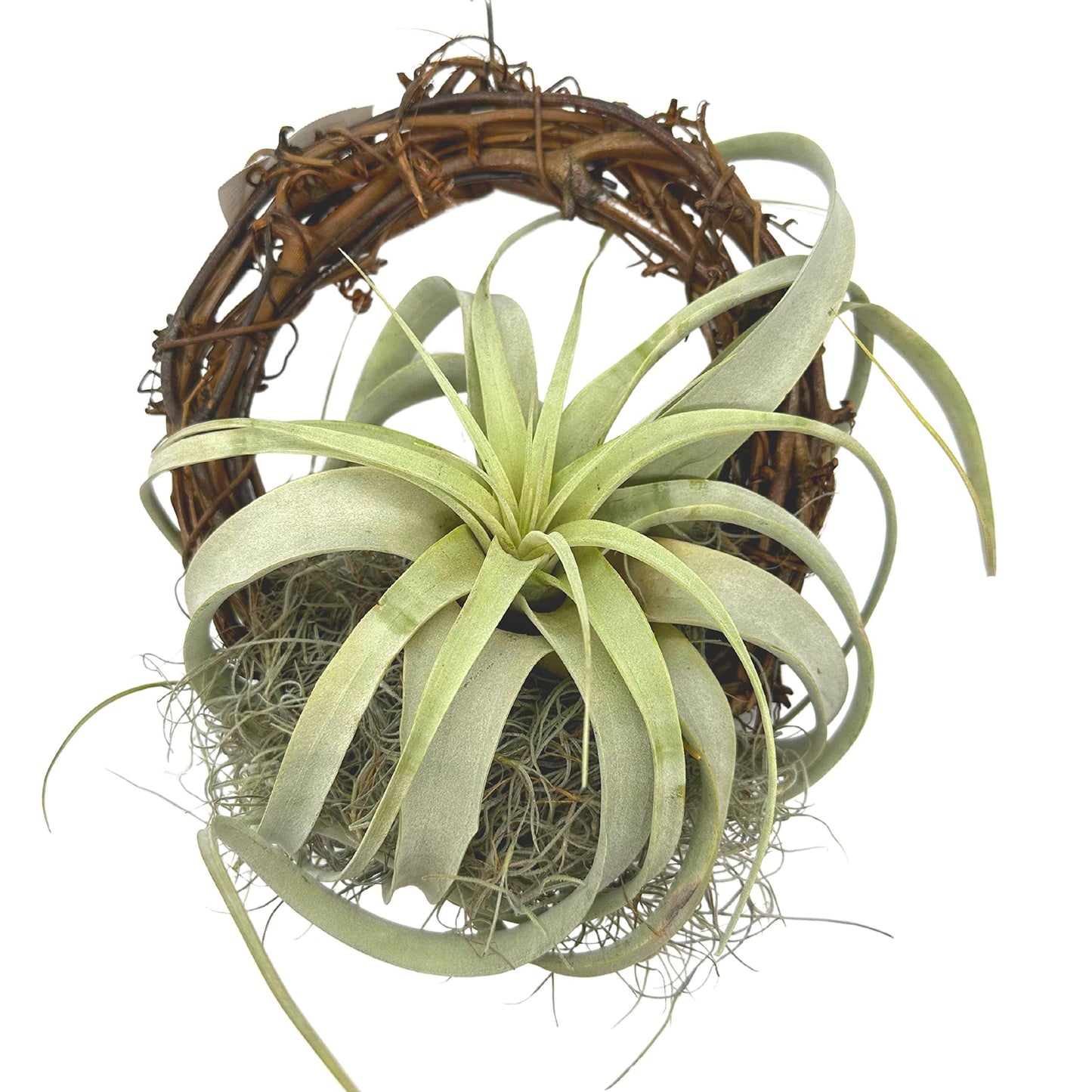 Tillandsia Xerographica on an 8 inch Natural Wreath Mounted with Moss, Air Plant Wall Hanger