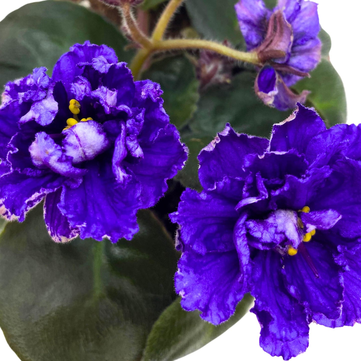 Harmony Foliage Knight in Tiger's Skin African Violet Variegated Flower 4 inch