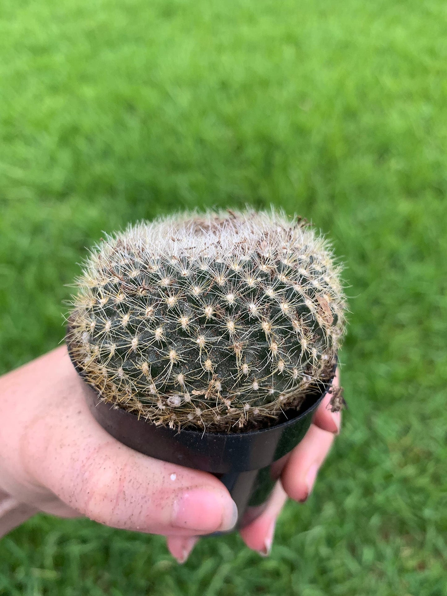 Old Lady Pincushion, Birthday Cake Cactus Neomammillaria hahniana, Mammillaria saetigera