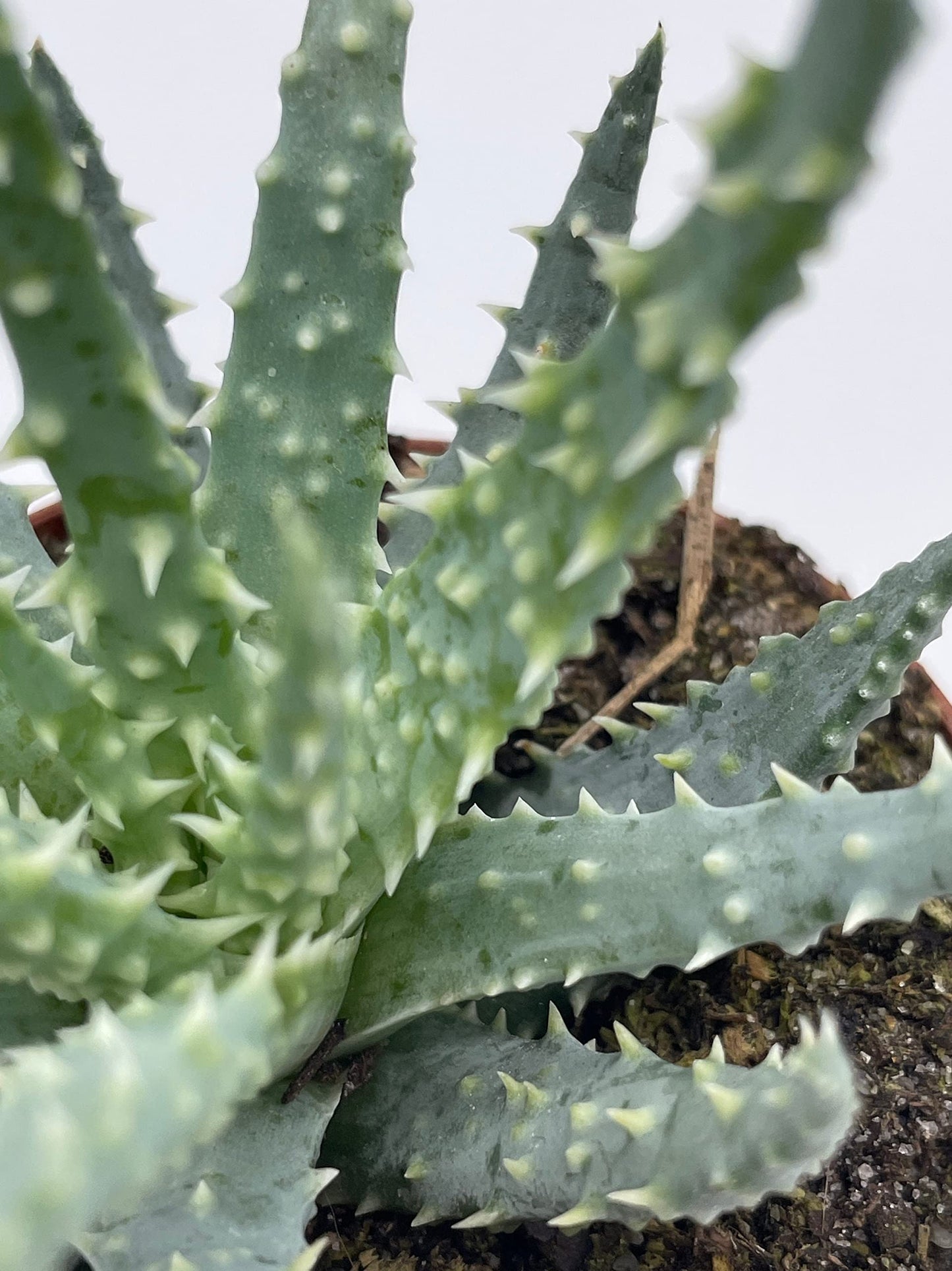 Aloe humilis, 3 inch, Spider Aloe, Dwarf Hedgehog Lace Aloe, Rare Exotic Haworthia