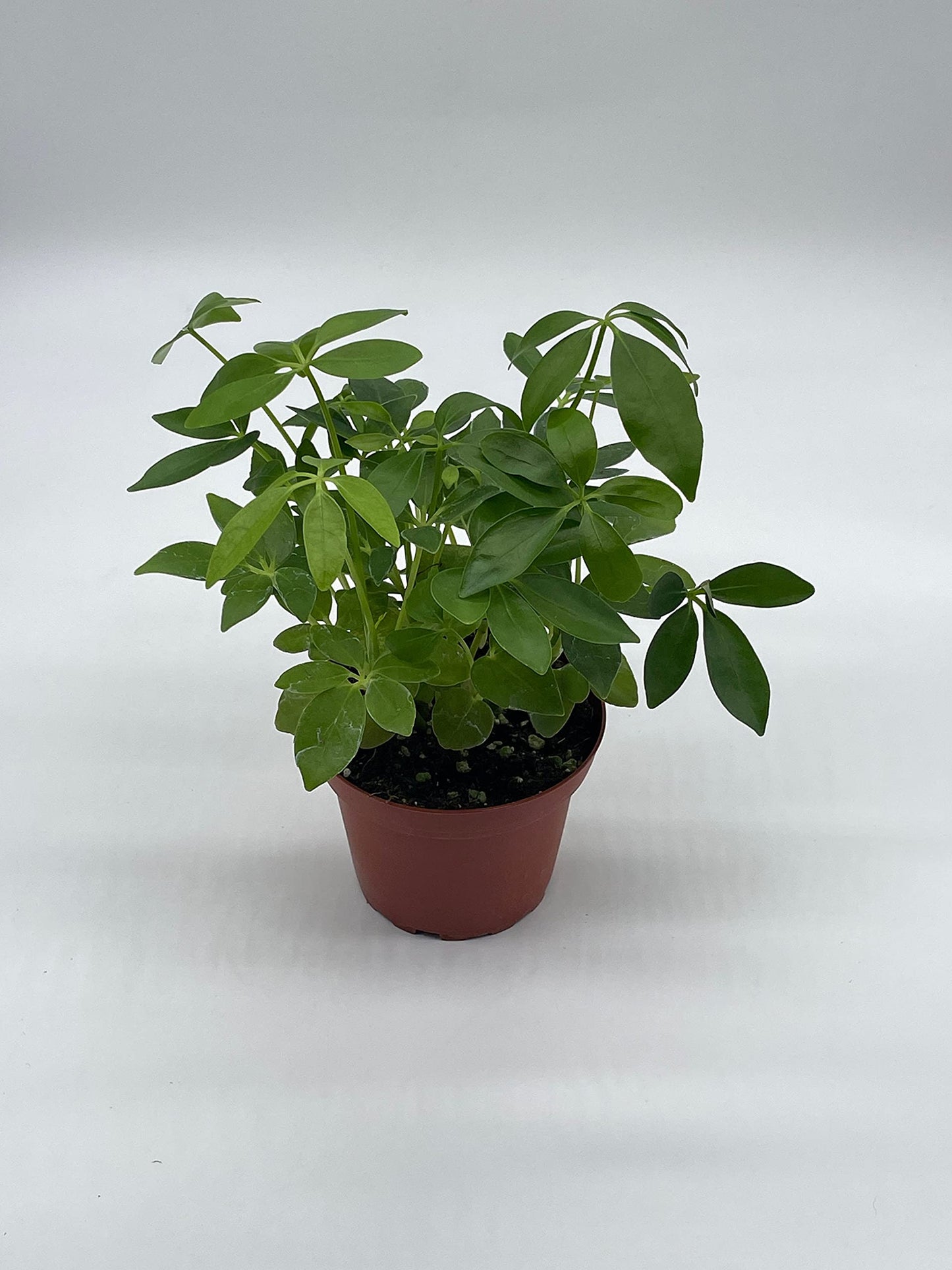 octopus tree indoor plant BubbleBlooms Schefflera Arboricola in a 4 inch Pot Dwarf Umbrella-Tree – Florida House Plants