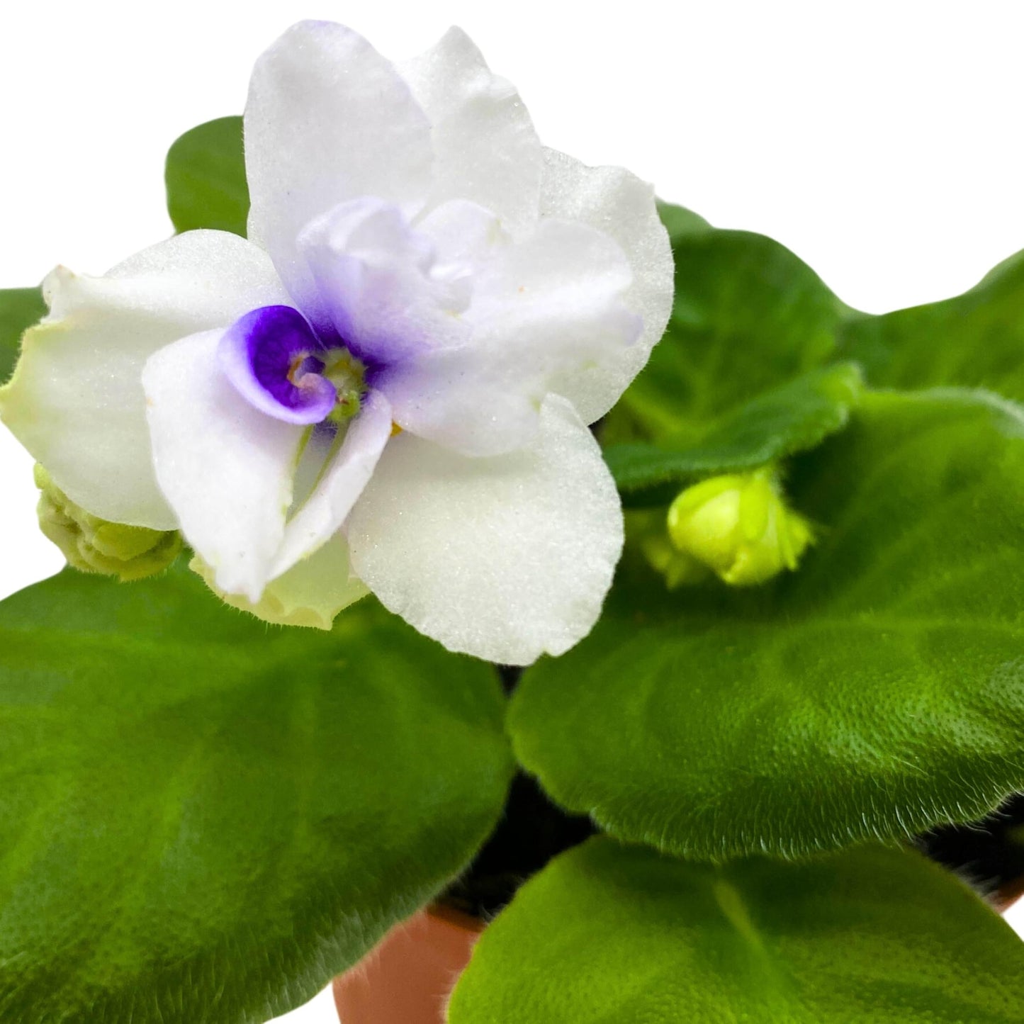 Harmony Foliage Cheyenne African Violet Saintpaulia 4 inch